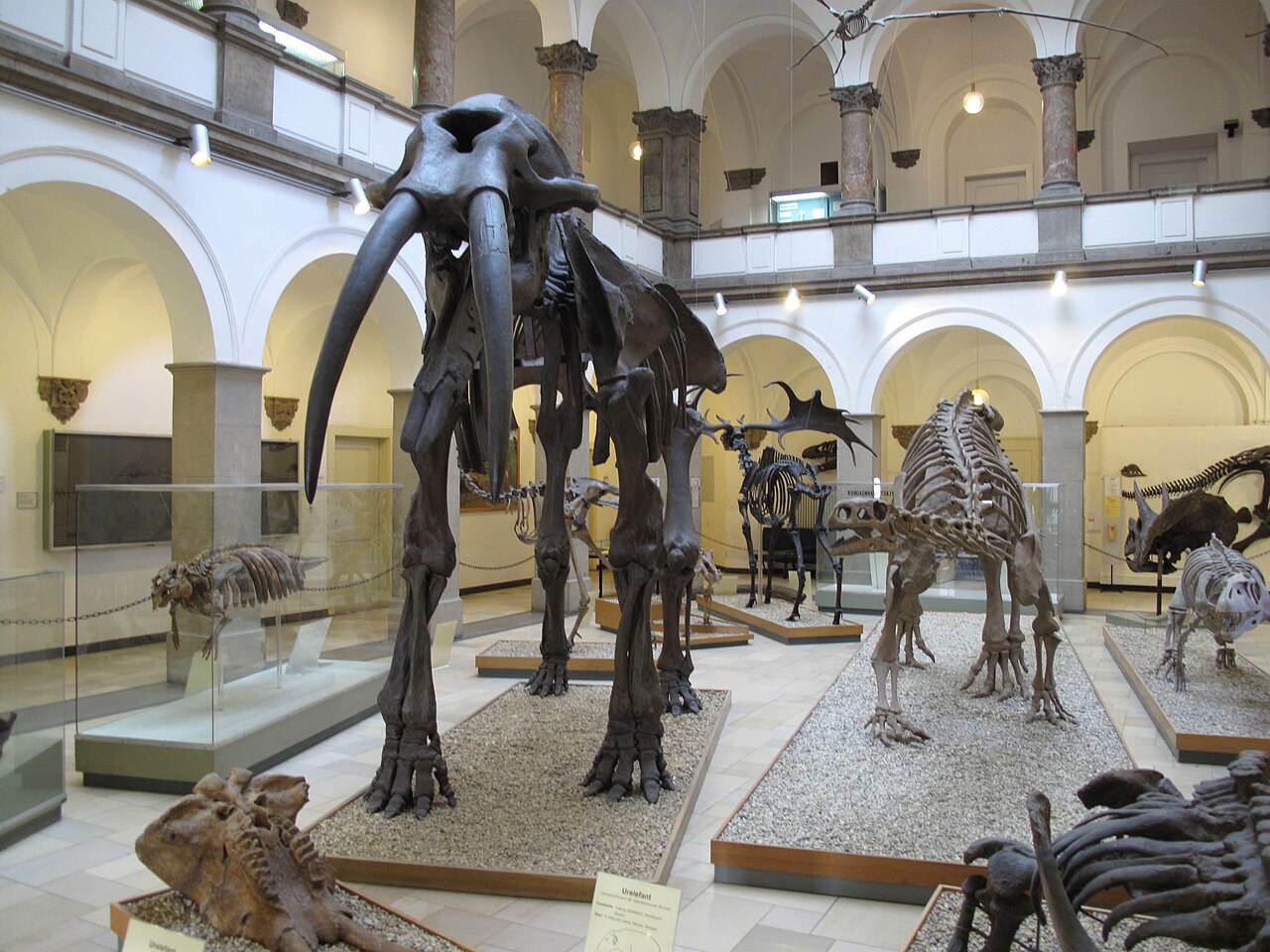 The Paläontologische Museum in Munich, Germany