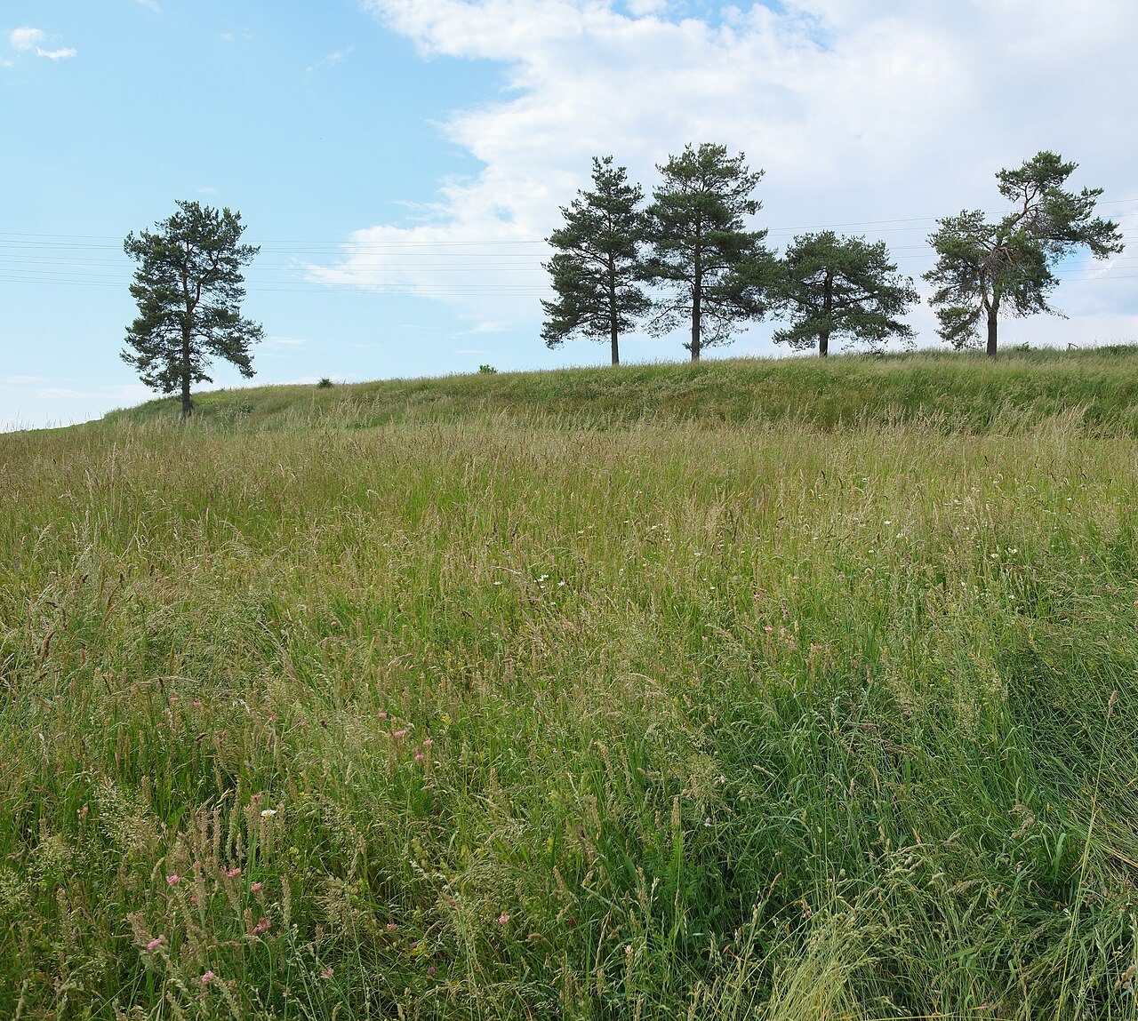 Nature reserve Palmenbuck, Bräunlingen, district Schwarzwald–Baar–Kreis, Baden–Württemberg, Germany