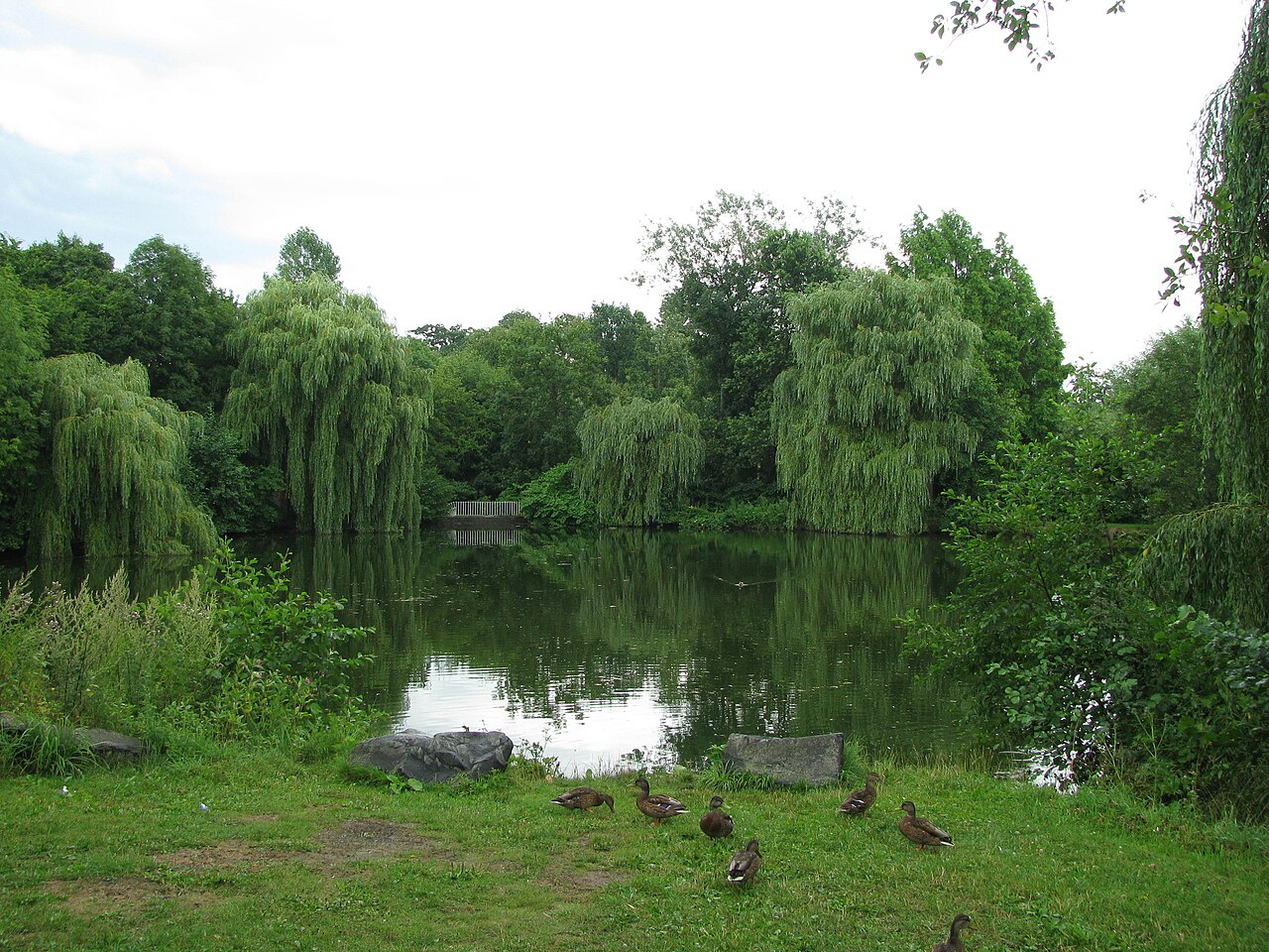 Pond in Park Schönfeld in Kassel, Germany
