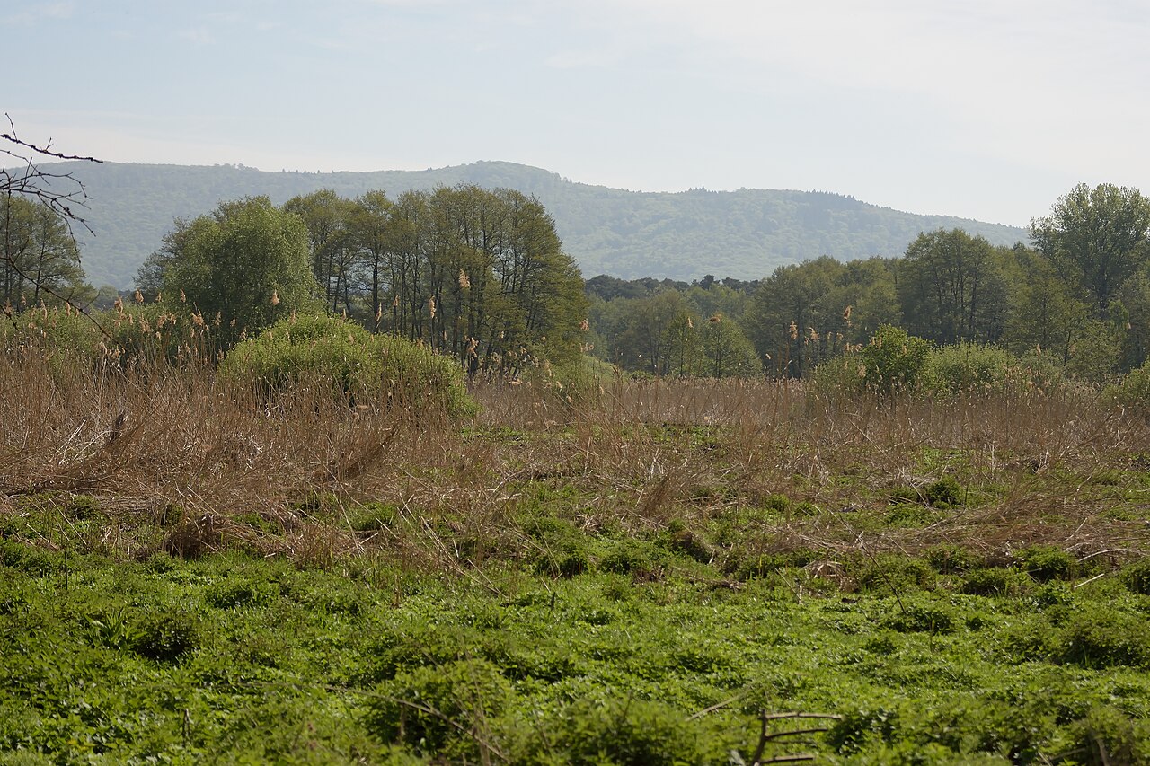 Naturschutzgebiet „Pfungstädter Moor“ (NSG 1432003)
