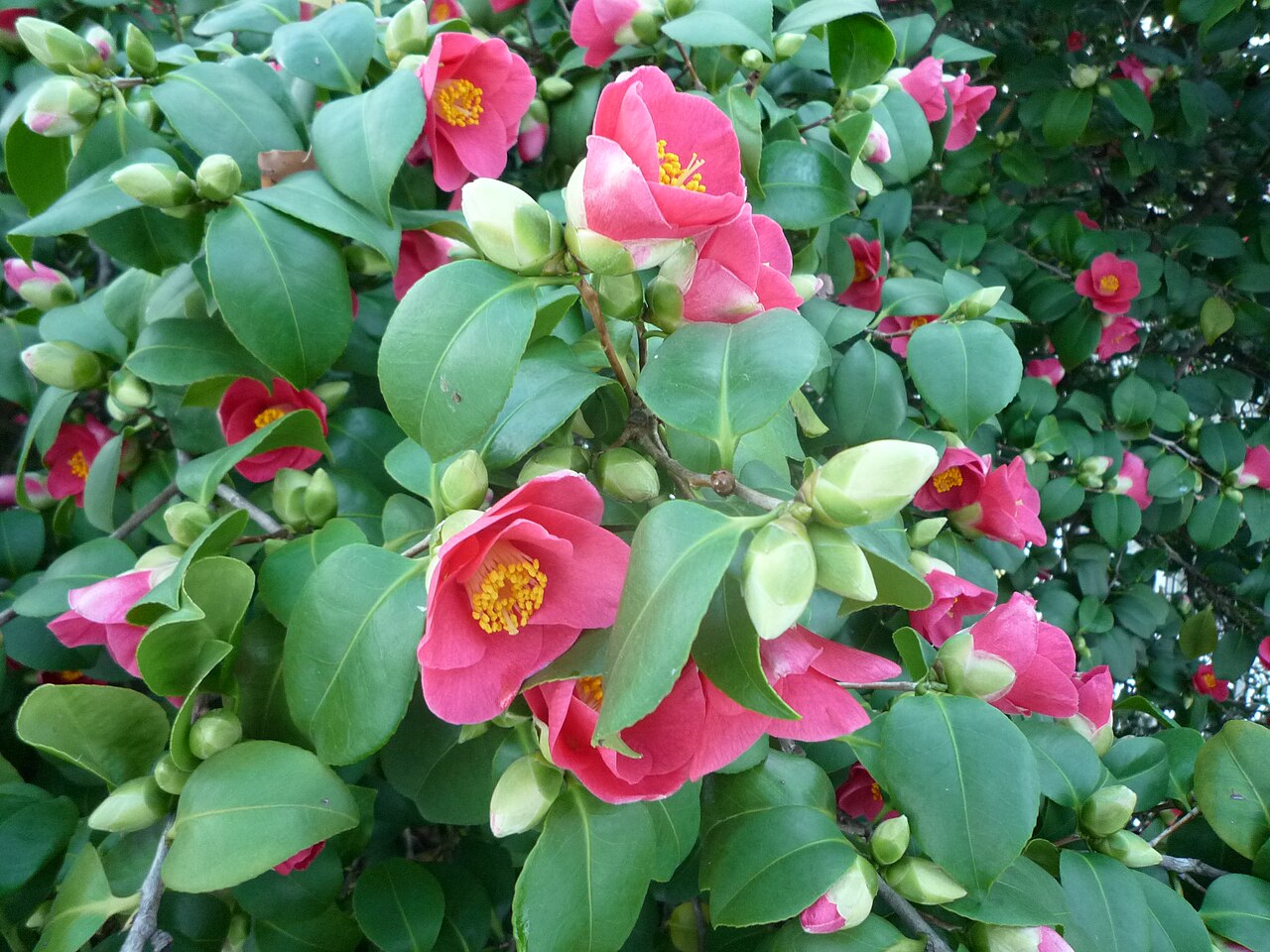 The flowers of Camellia japonica in the garden of Pillnitz Castle