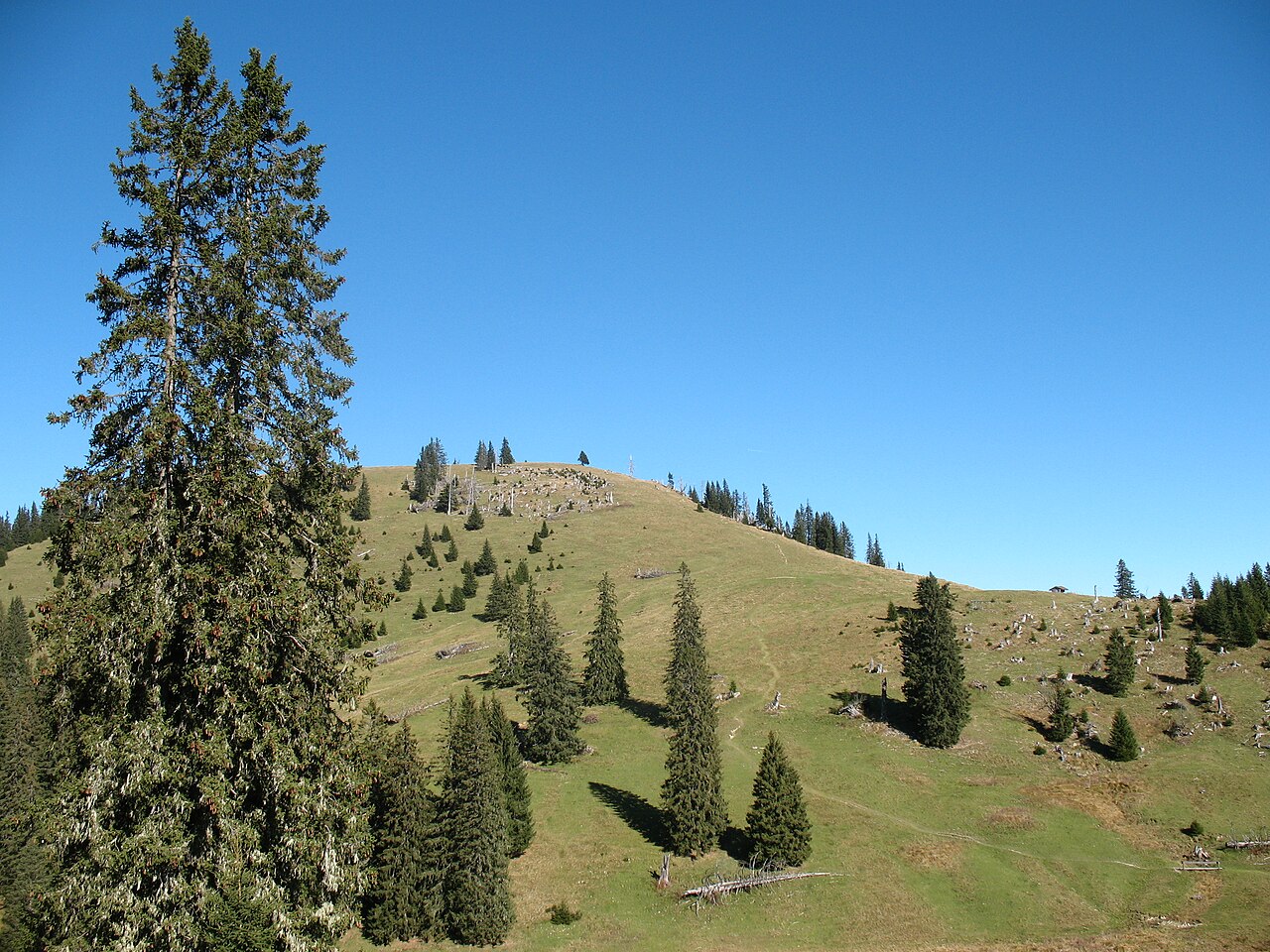 Südhang des Pirschling (1634 m), einem Vorgipfel des Schönkahler (1688 m)