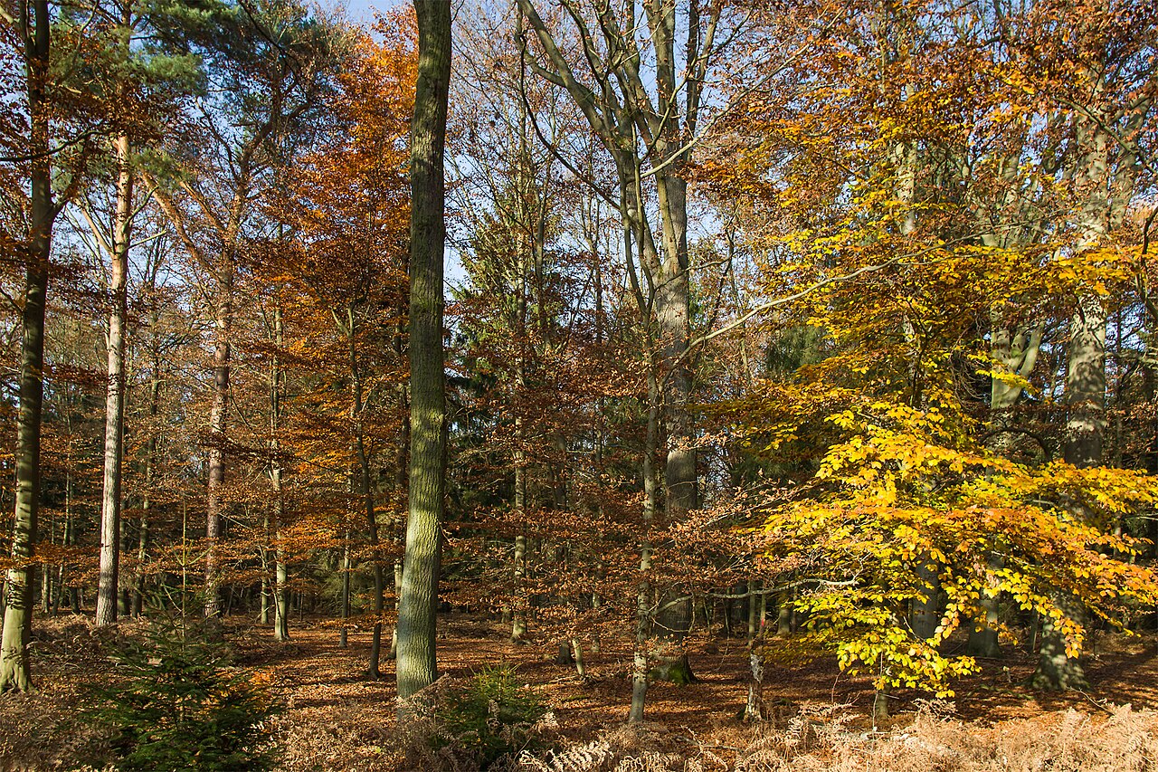 In the forest and nature reserve "Planken und Schletauer Post" in northern Germany