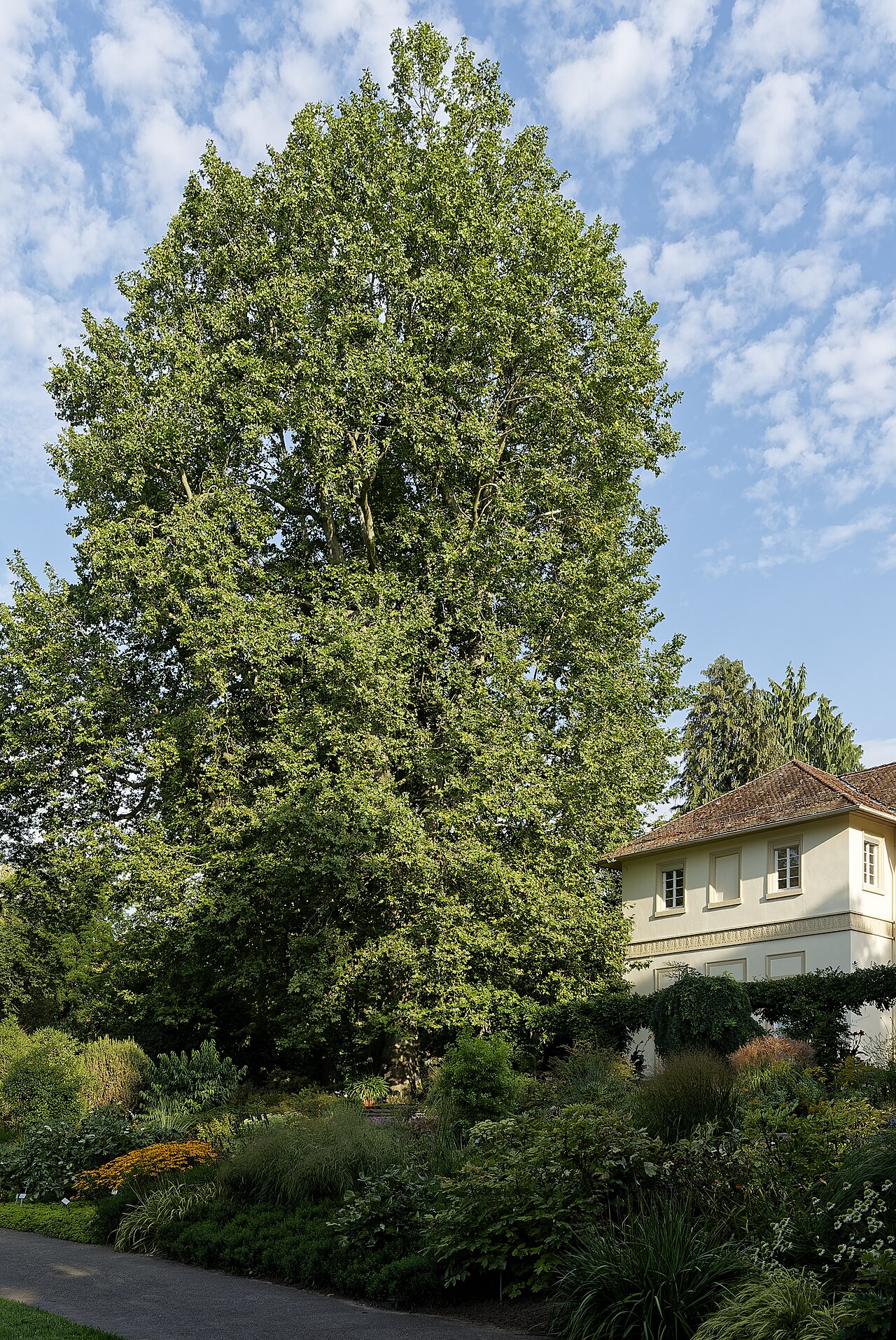 Die Ahornblättrige Platane am Spielhaus steht in den Hohenheimer Gärten der Universität Hohenheim, Stuttgart