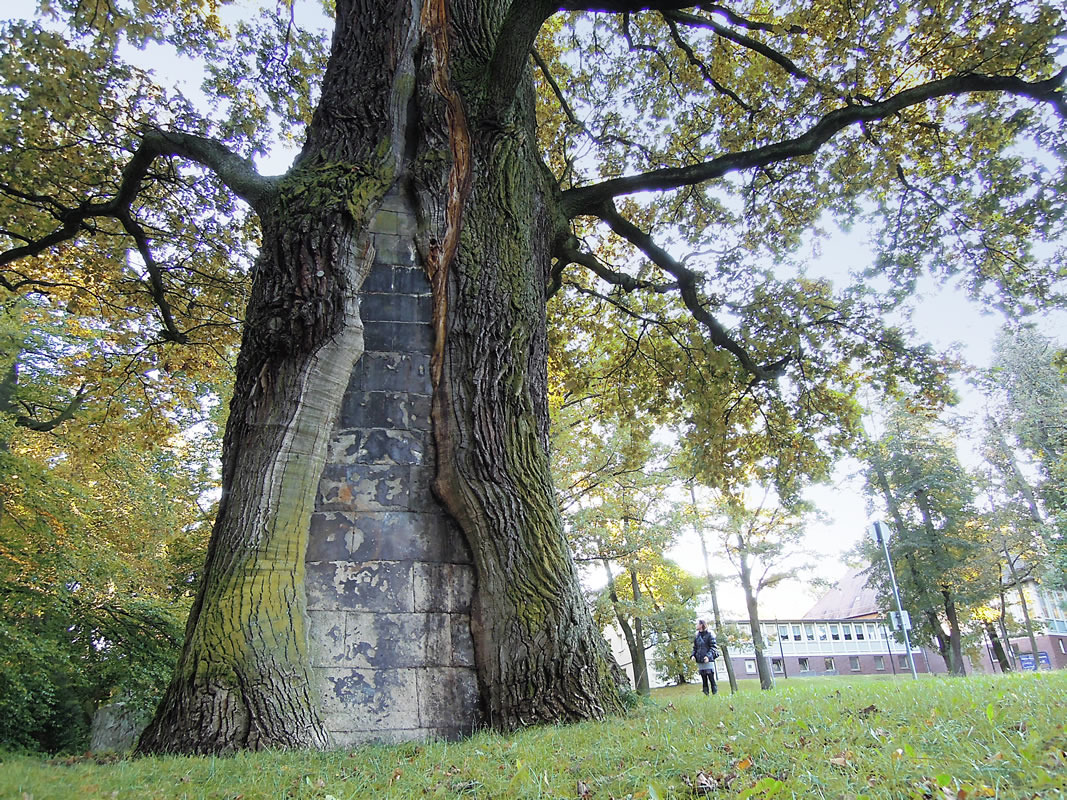 Natural monument 350-year-old oak at Platnersberg park, Nuremberg 2011