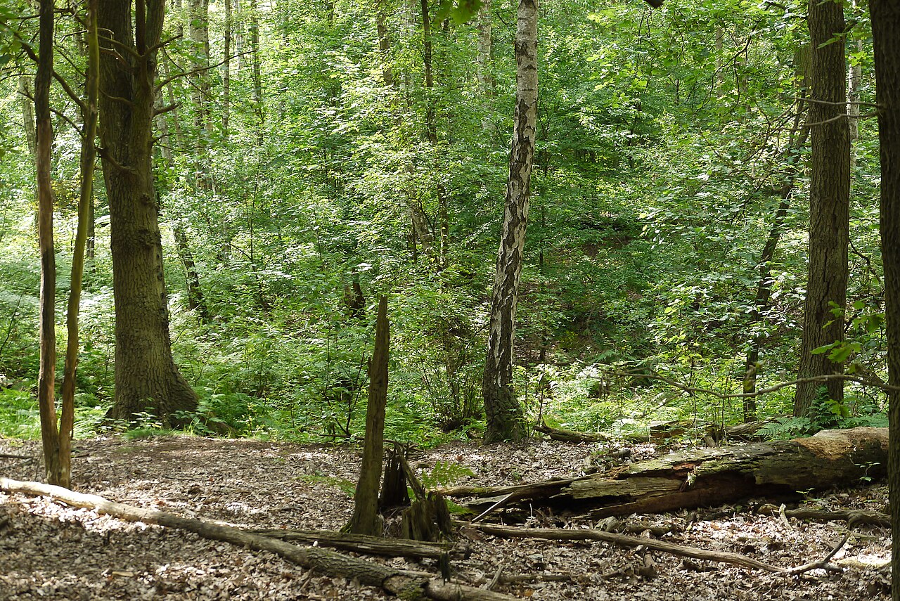 Das Postfenn ist ein zum größten Teil ausgetrocknetes Moor im Berliner Grunewald, westlich des Teufelsbergs gelegen