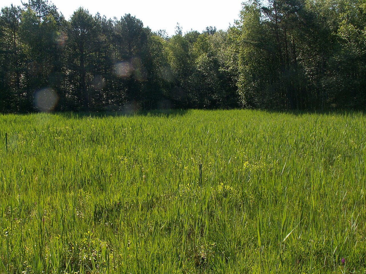Foto von Quaßliner Moor