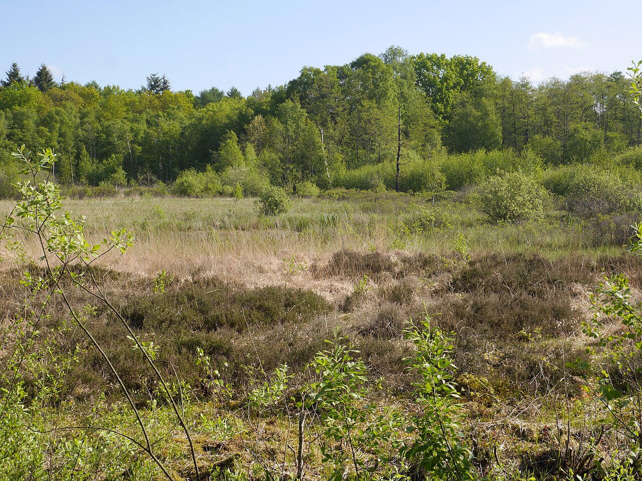 NSG Raakmoor, freies Feld