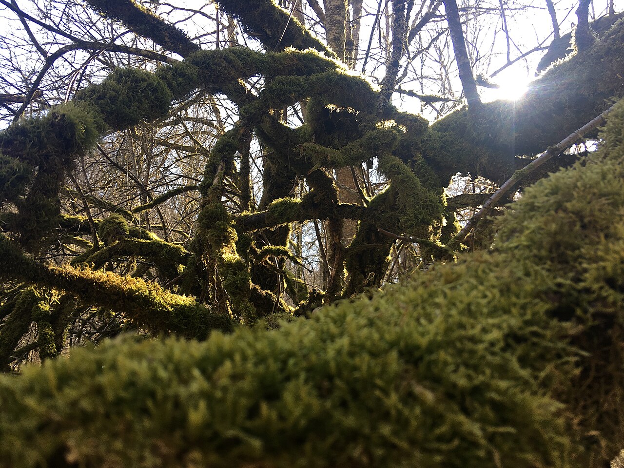 A mossy old tree in the sunlight