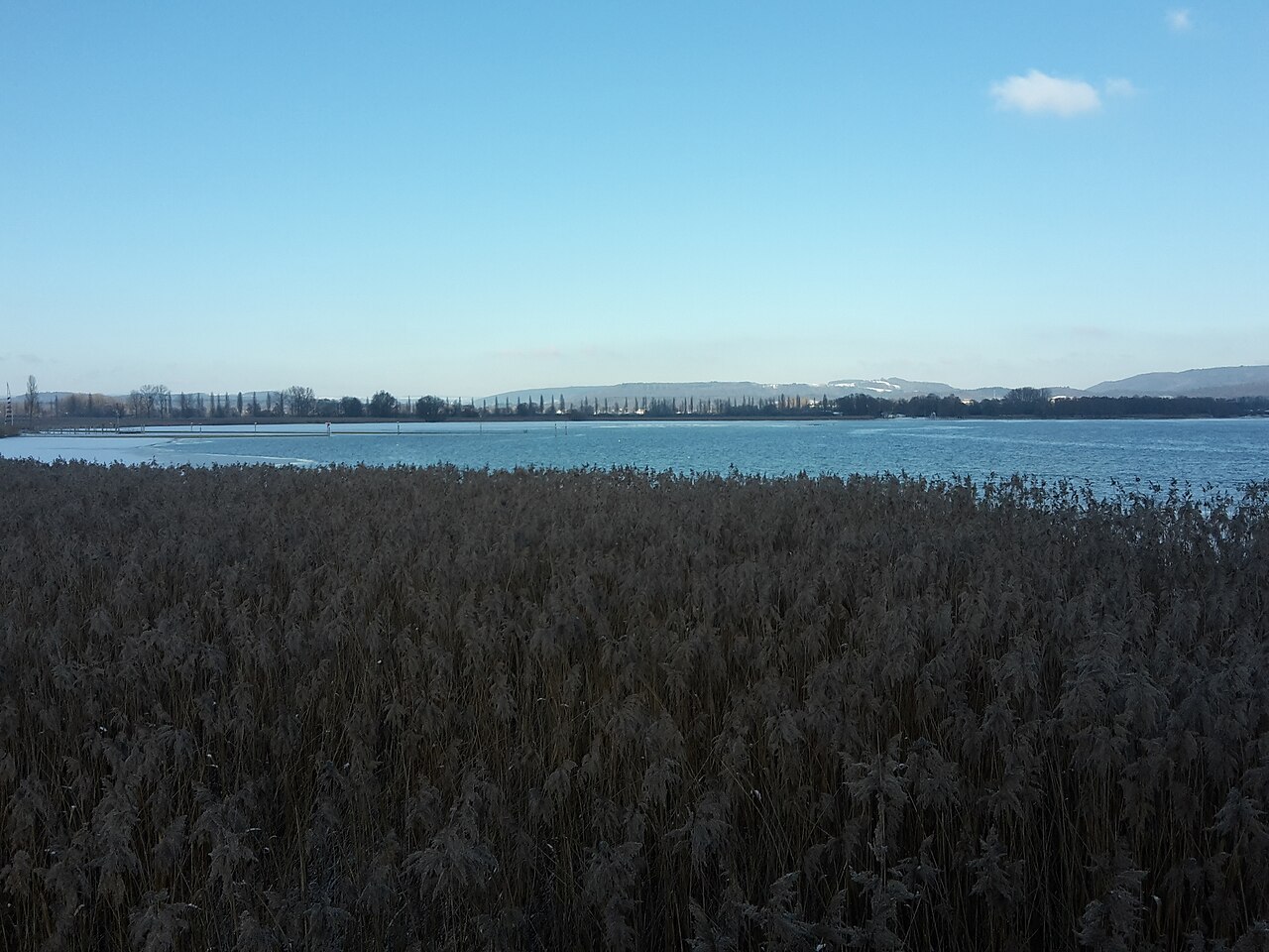 Das NSG Radolfzeller Aachried vom Aussichtsturm am Strandbad Moos aus gesehen