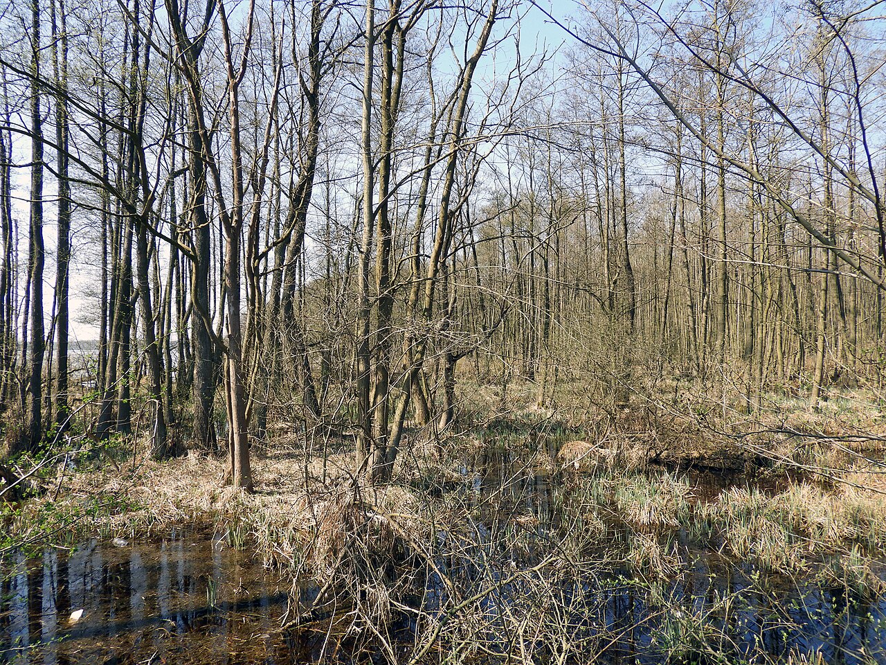 Foto von Ramper Moor