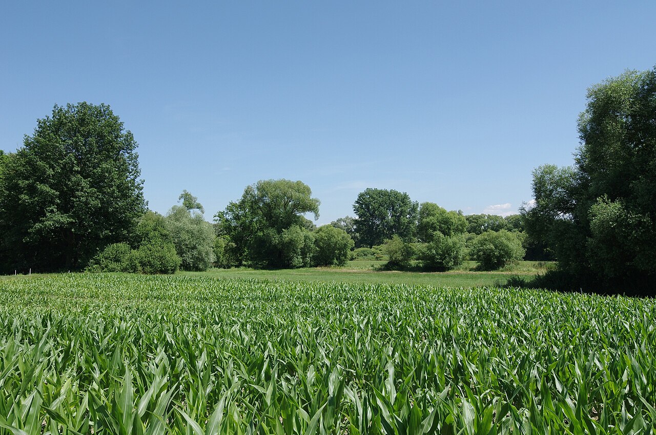 Im Rheinfeld, Naturschutzgebiet Rastatter Bruch