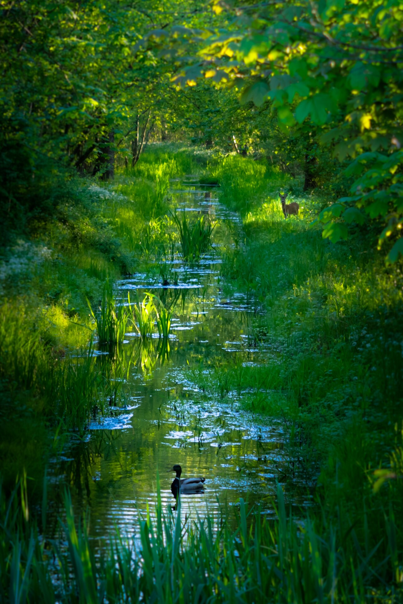 Foto von Rastatter Rheinaue