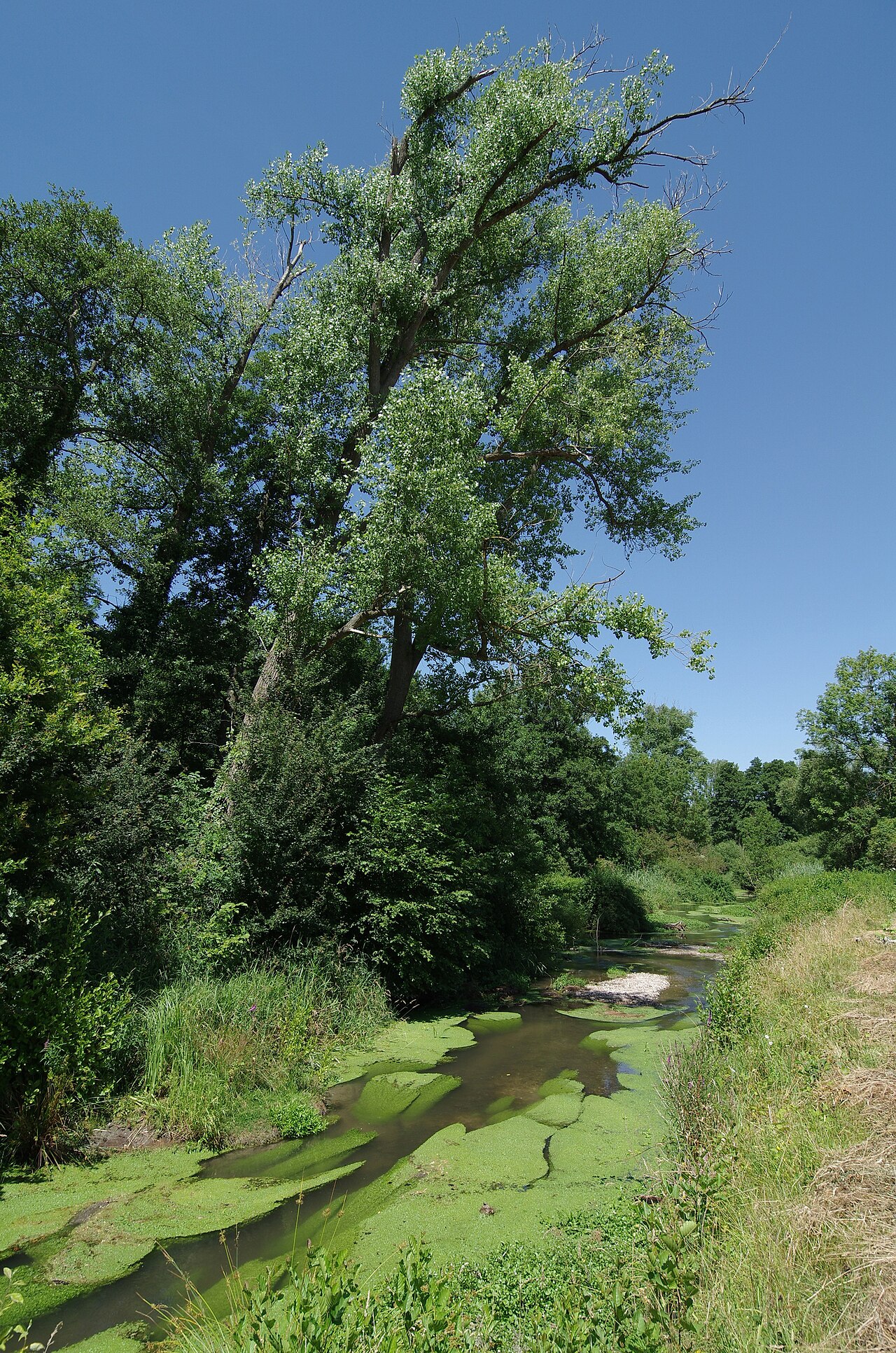 Der Riedkanal an dem zu Baden-Baden gehörenden Südrand des Naturschutzgebiets Rastatter Ried