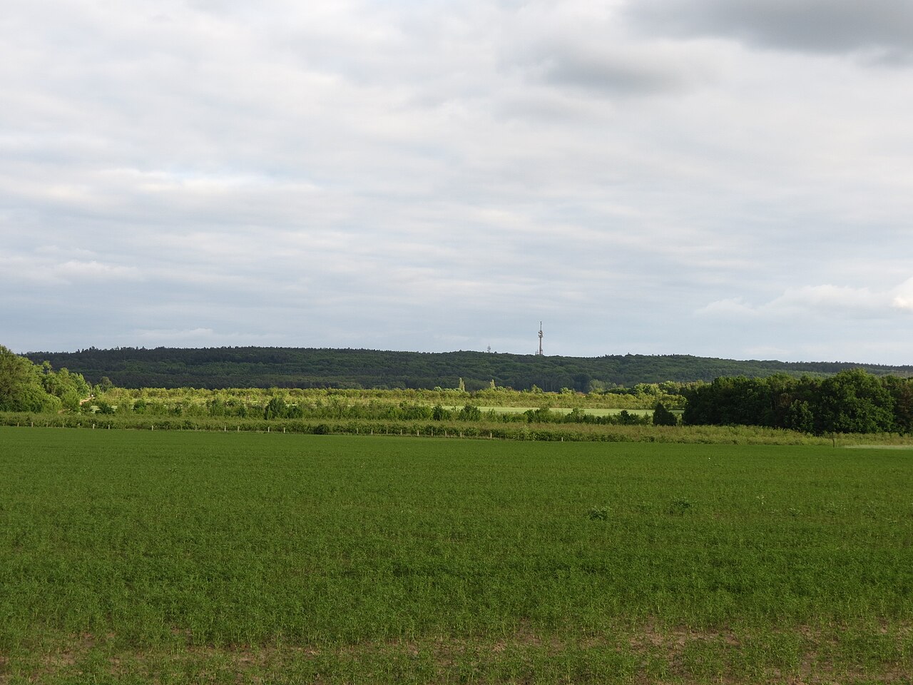 Die Rauener Berge von Norden her fotografiert (Fürstenwalder Biermansberg)