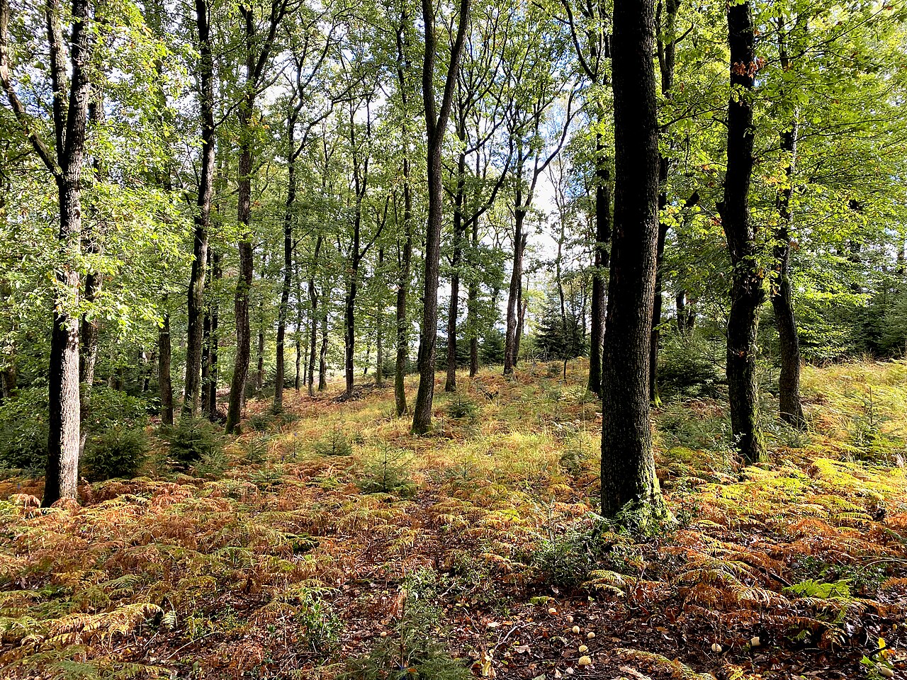lichter Buchen-Eichenwald mit Adlerfarn im Naturschutzgebiet Reebeck und Braaker Siepen