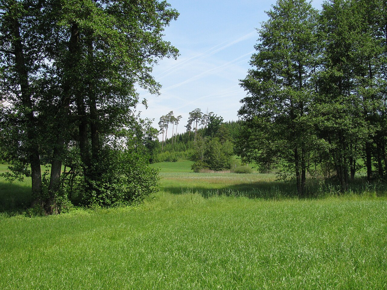 Germany - Baden-Württemberg - district Ravensburg - Achberg: protected area "Regnitzer Weiher"