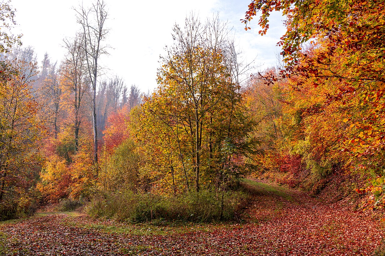 Das Naturschutzgebiet Reiherhalde bei Bächlingen im Herbst
