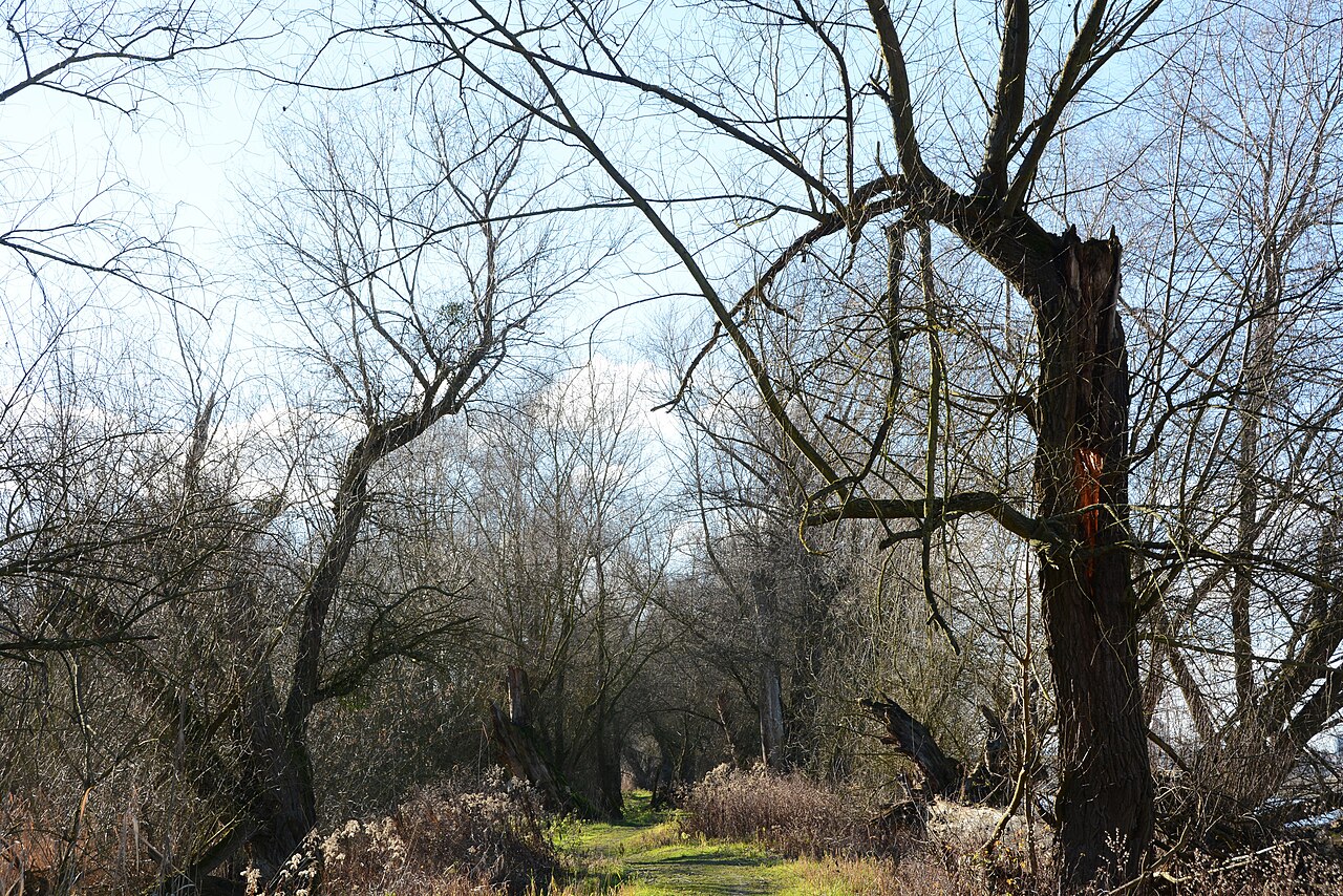 Nature reserve "Reißinsel" (Reiss island) Mannheim, Germany, protected forest, trail along the Rhine
