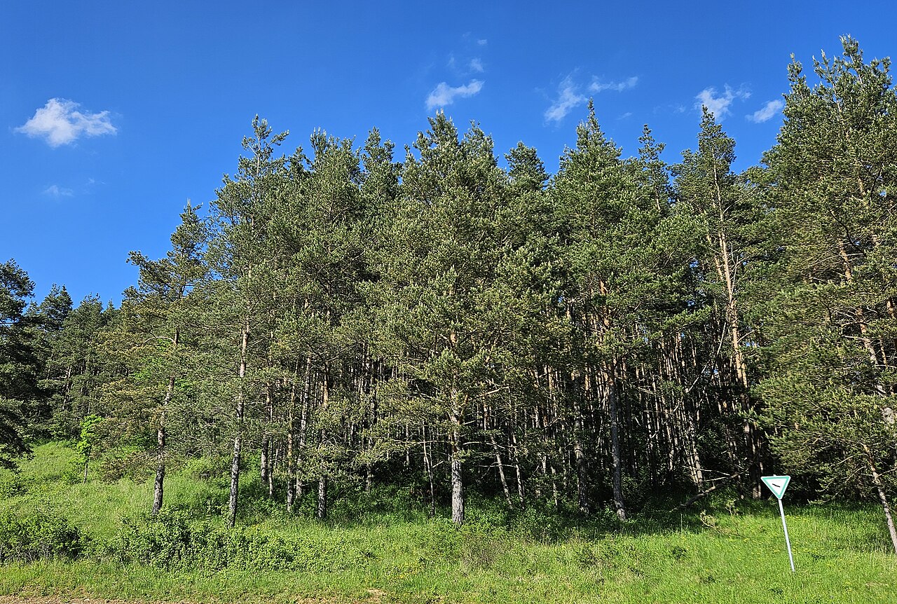Blick auf das Naturschutzgebiet Reiterswiesener Höhe-Häuserlohwäldchen