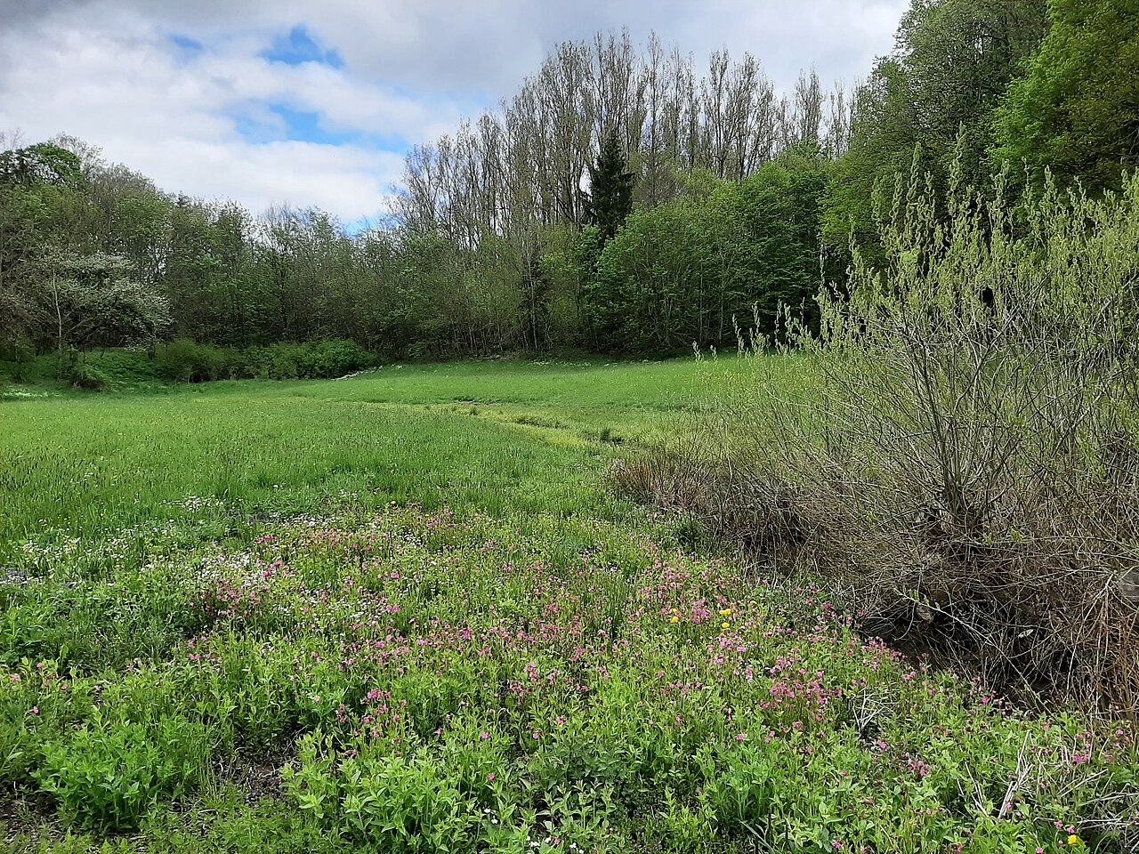 Nature Reserve, Reusenberg, Crailsheim, Germany 2021