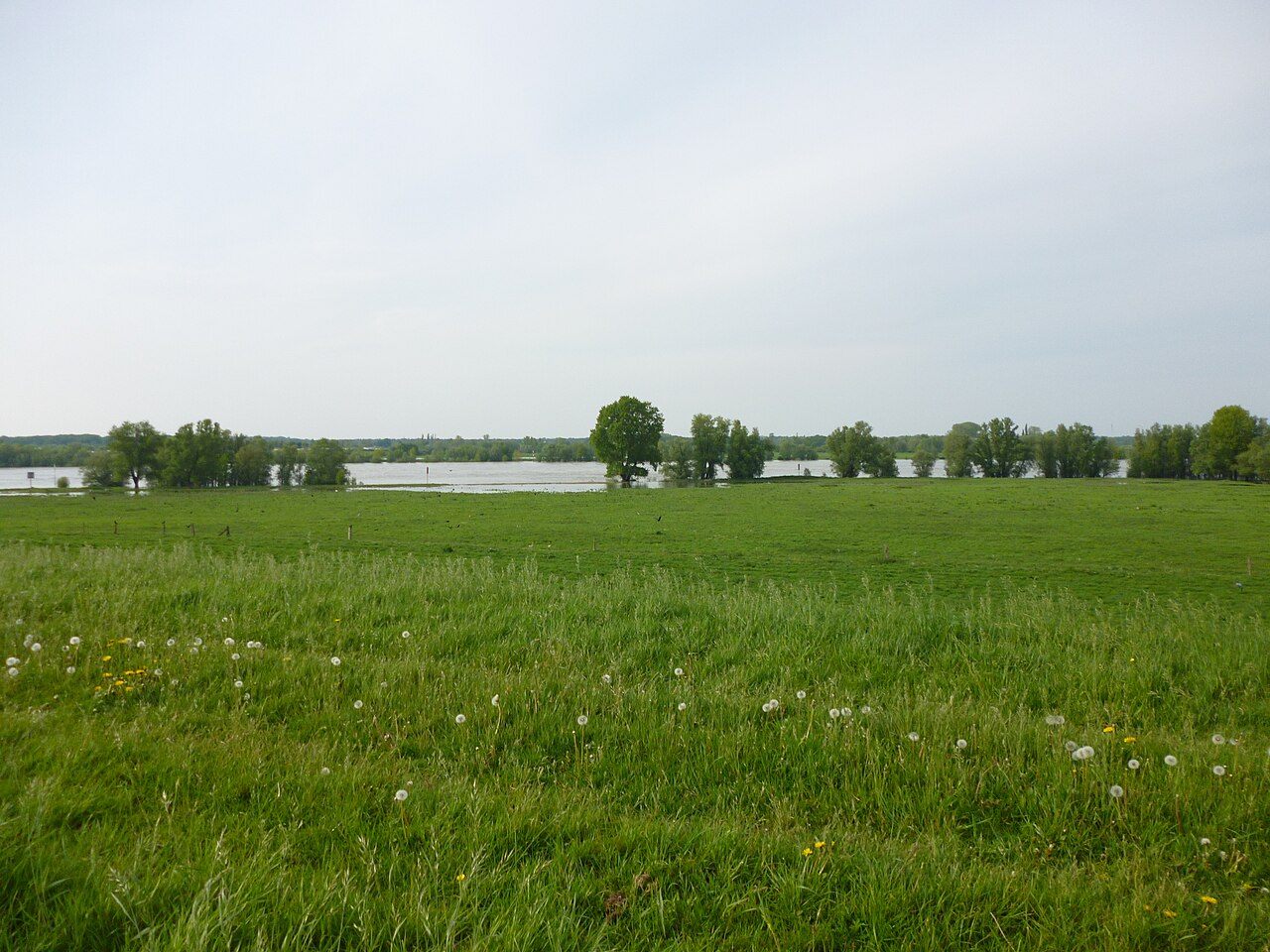 Foto von Rheinaue zwischen Büderich und Perrich