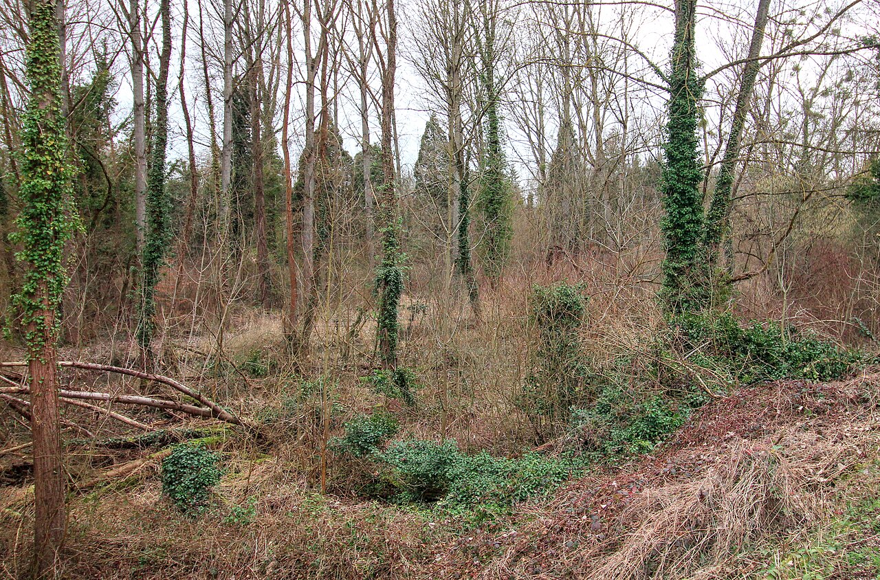 Naturschutzgebiet Rheinhalde Burkheim, Gemeinde Vogtsburg im Kaiserstuhl