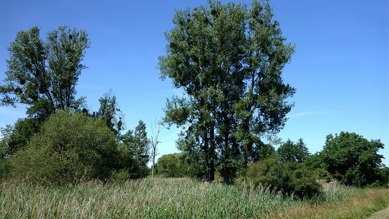 Foto von Rheinniederung zwischen Au am Rhein, Durmersheim und Rheinstetten