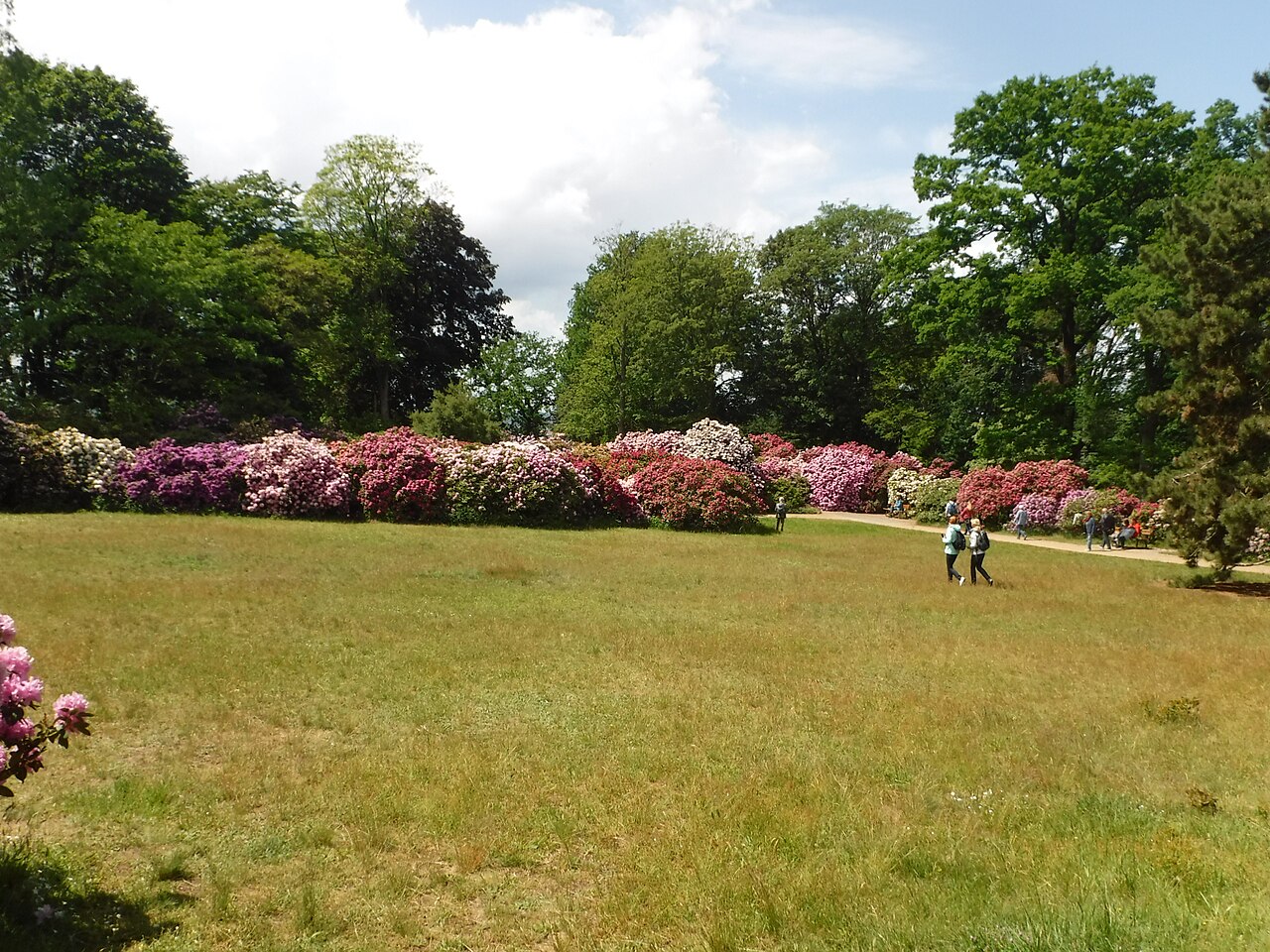 Azaleen und Rhododendren im Rhododendronpark Wachwitz, Dresden