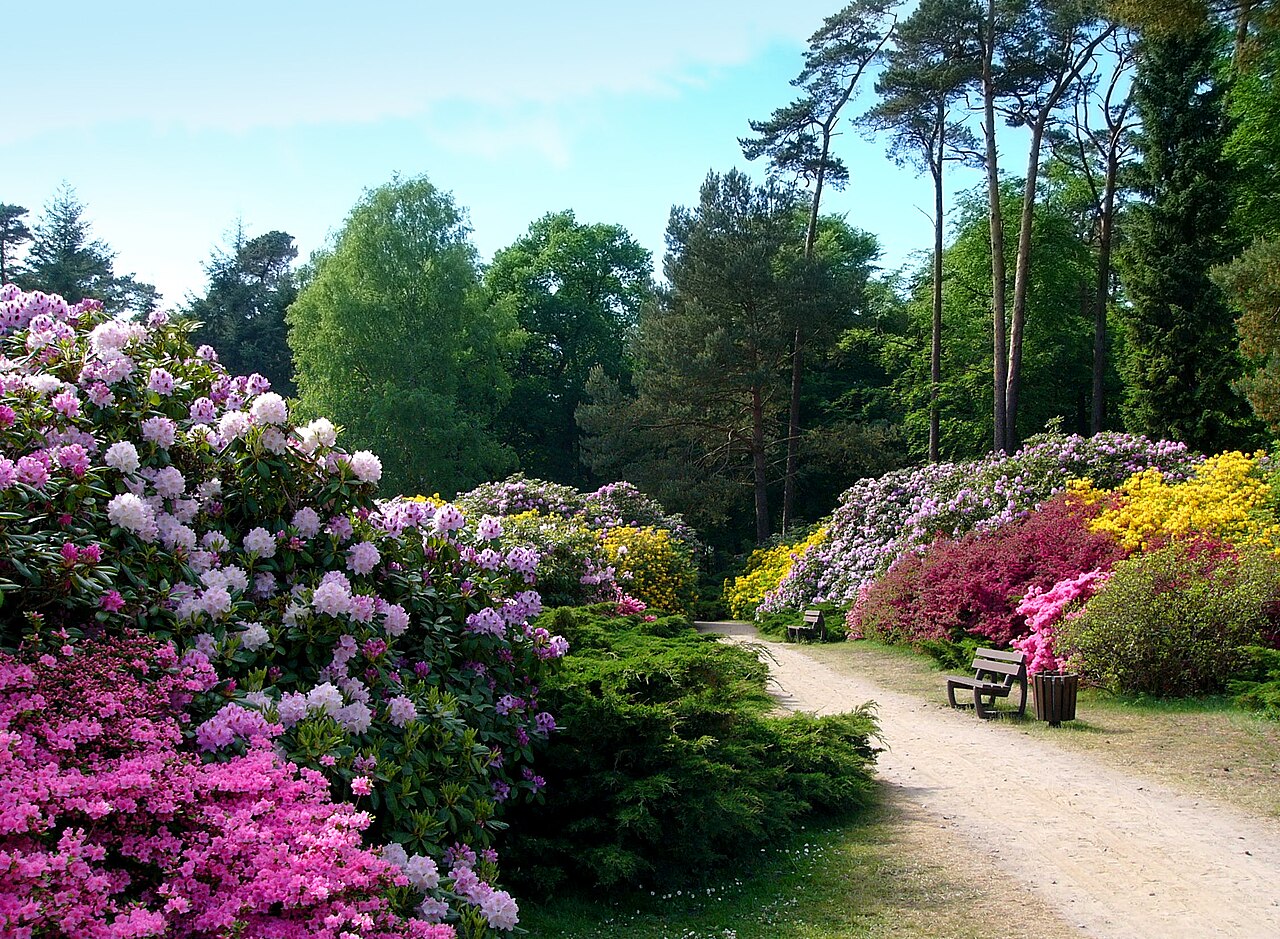 Foto von Rhododendronpark