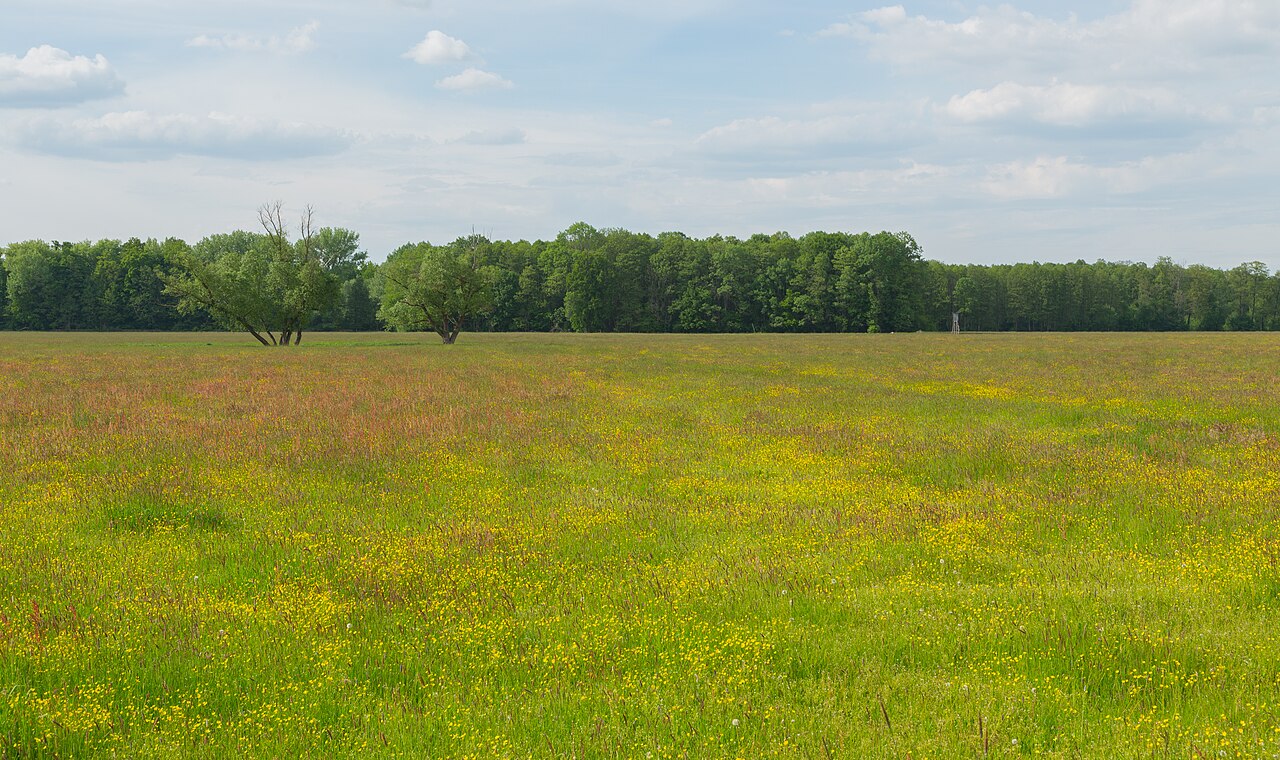 Meadows near Ragow , district of Lübbenau/Spreewald , Landkreis Oberspreewald-Lausitz , Brandenburg , Germany