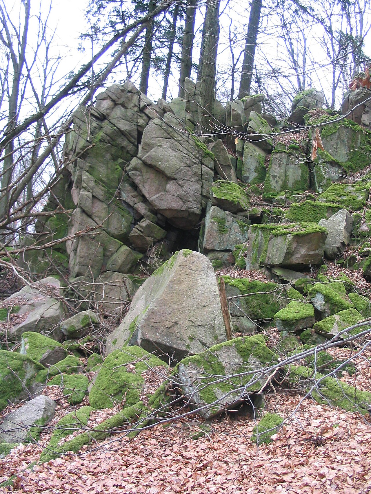 Flasergranitoid-Felsklippe auf der Rimdidim -Höhe (499 m) bei Steinau (Odenwald)