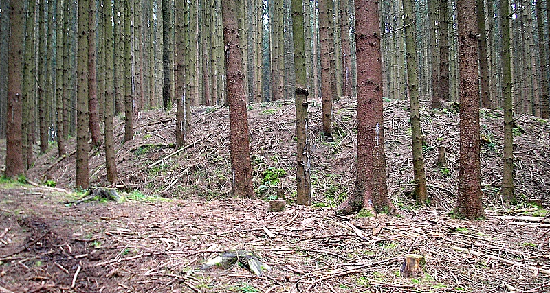 Early middle age ringwork "Kirchholz" near Haberskirch and Dasing (Bavaria, Germany)