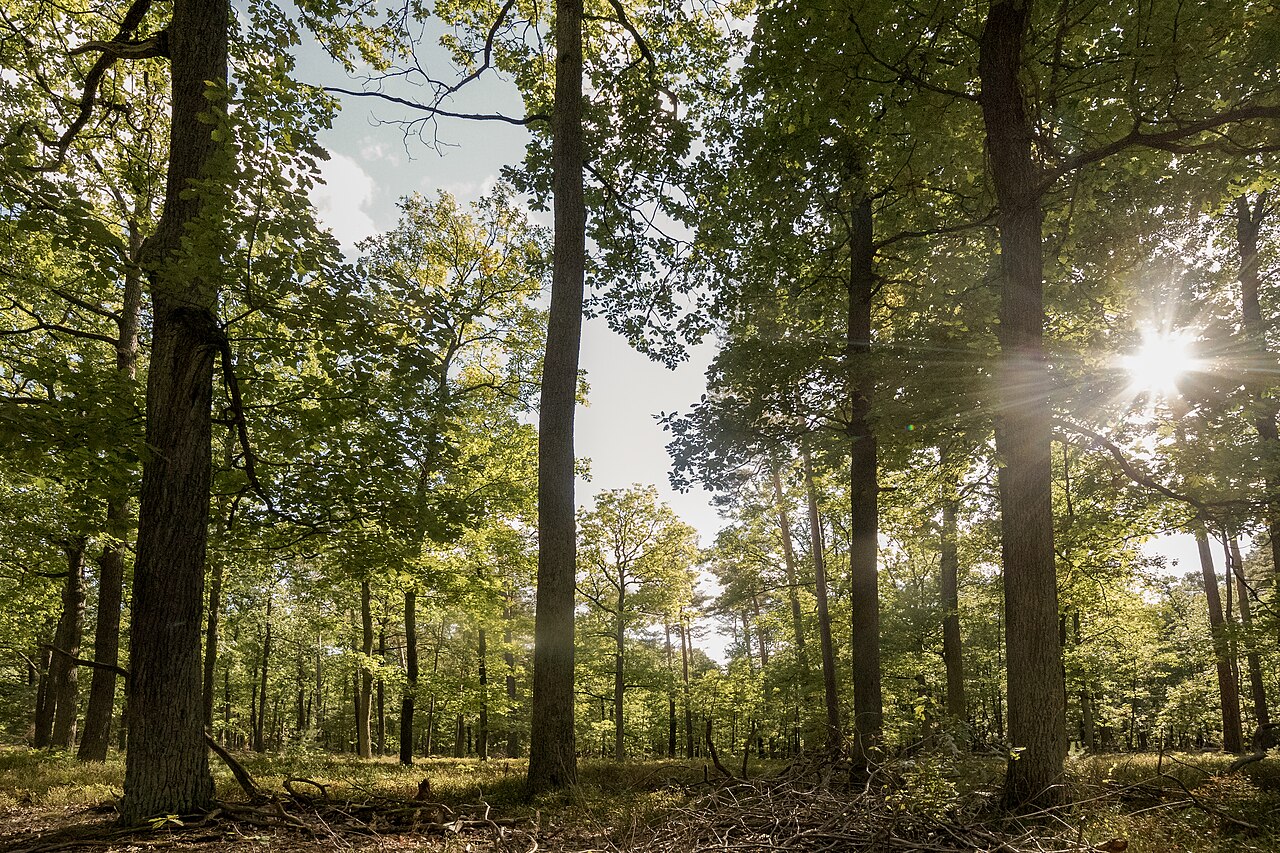 Natürliche Traubeneichenwälder im Naturschutzgebiet 4247-501 Rochauer Heide auf dem Niederlausitzer Landrücken
