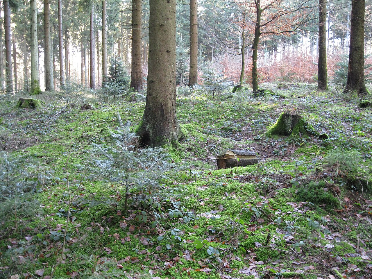 Standort des Kleinkastells Ebnisee