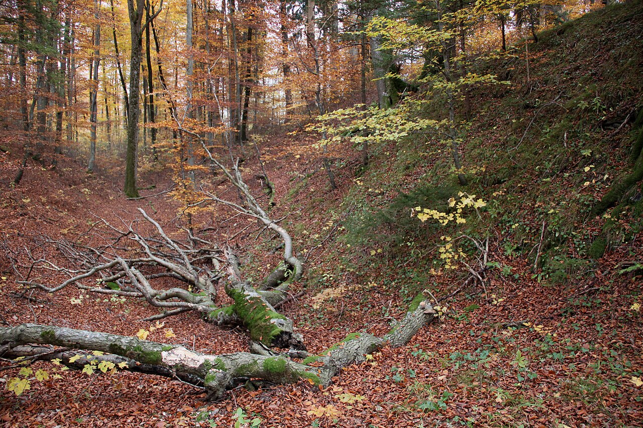 Roman entrenchment near Grünwald (Bavaria, Germany): walls (left, right) and ditch (middle)