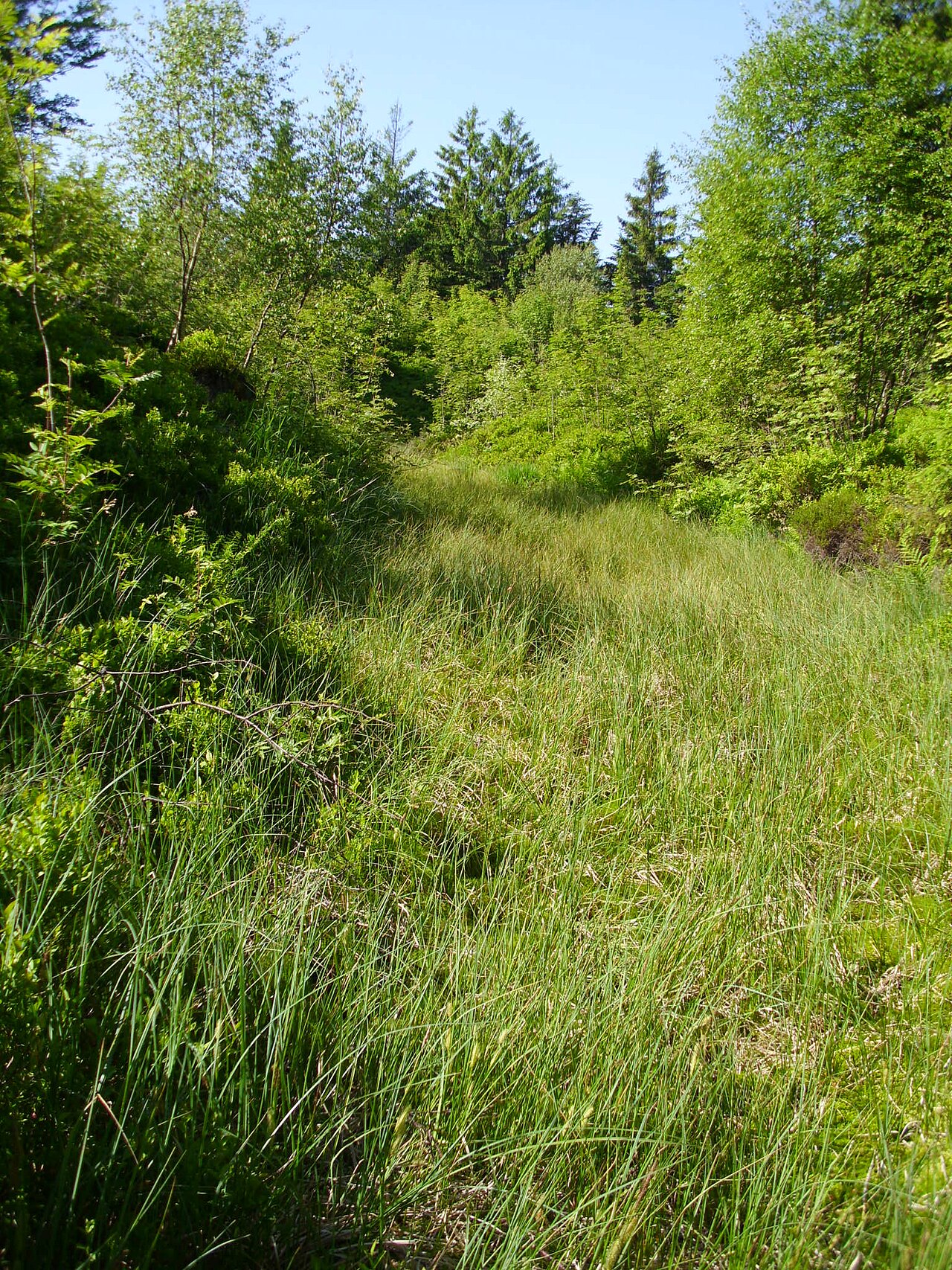 äußerer Graben am Wall der Röschenschanze