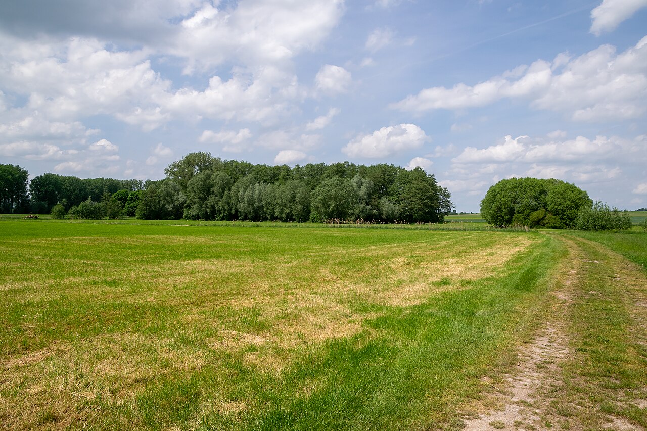 Naturschutzgebiet Rösebecker Bruch bei Borgentreich-Rösebeck
