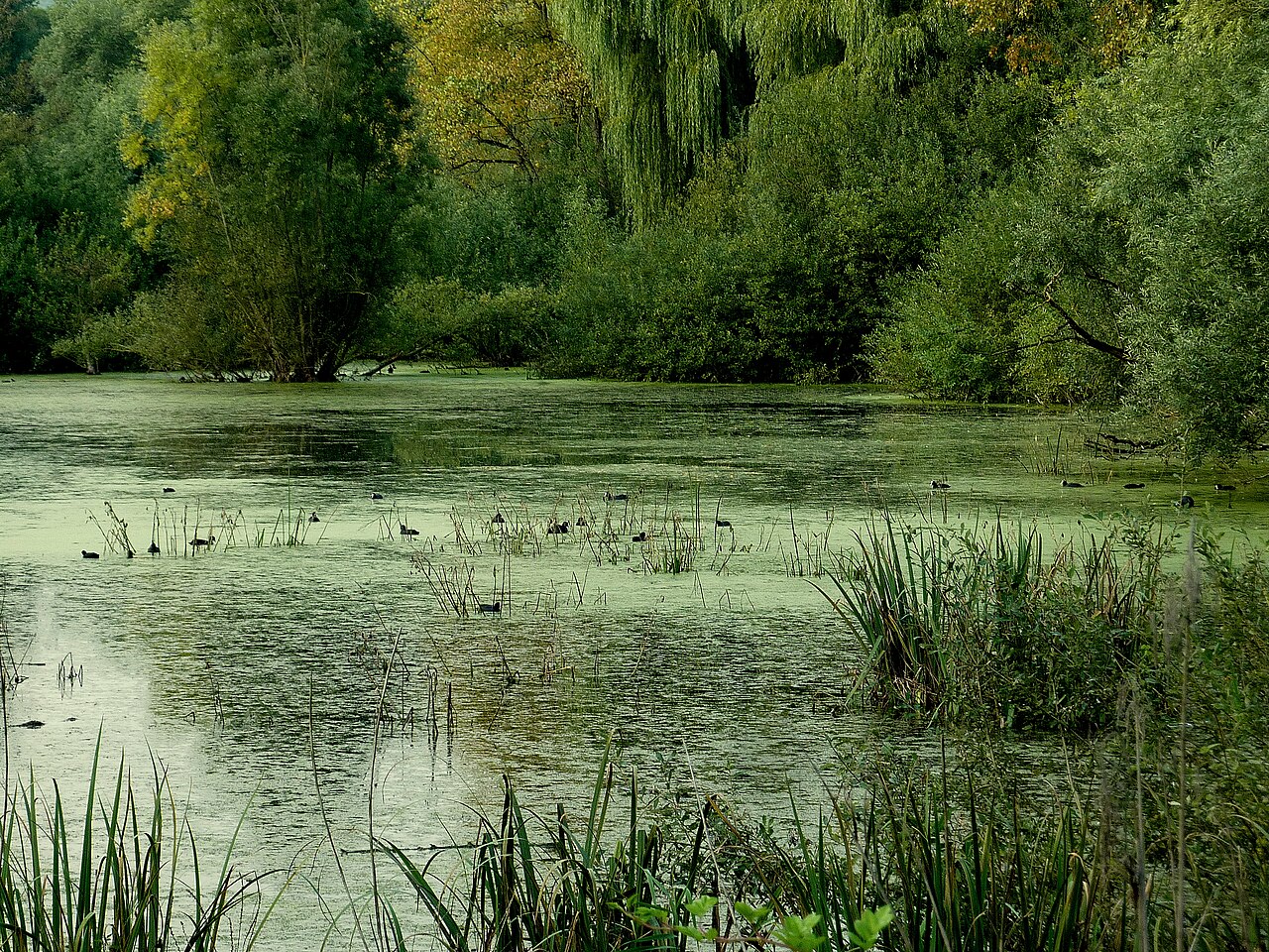 Ein Übersichtsfoto von oben auf das NSG „Rohrwiesen und Gänswiesen“ in Hemsbach