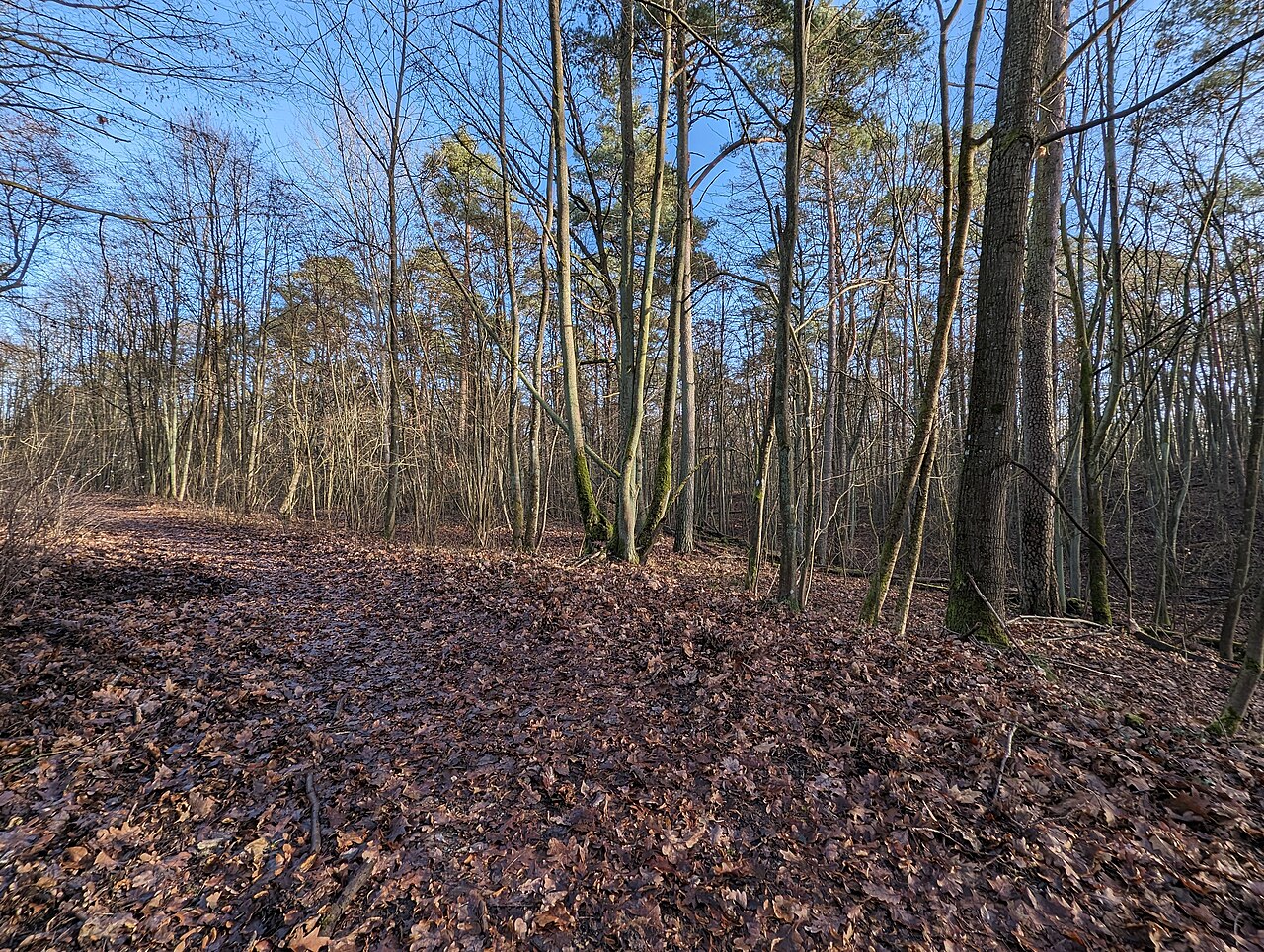 Roll-Berge (Berg in Brandenburg)