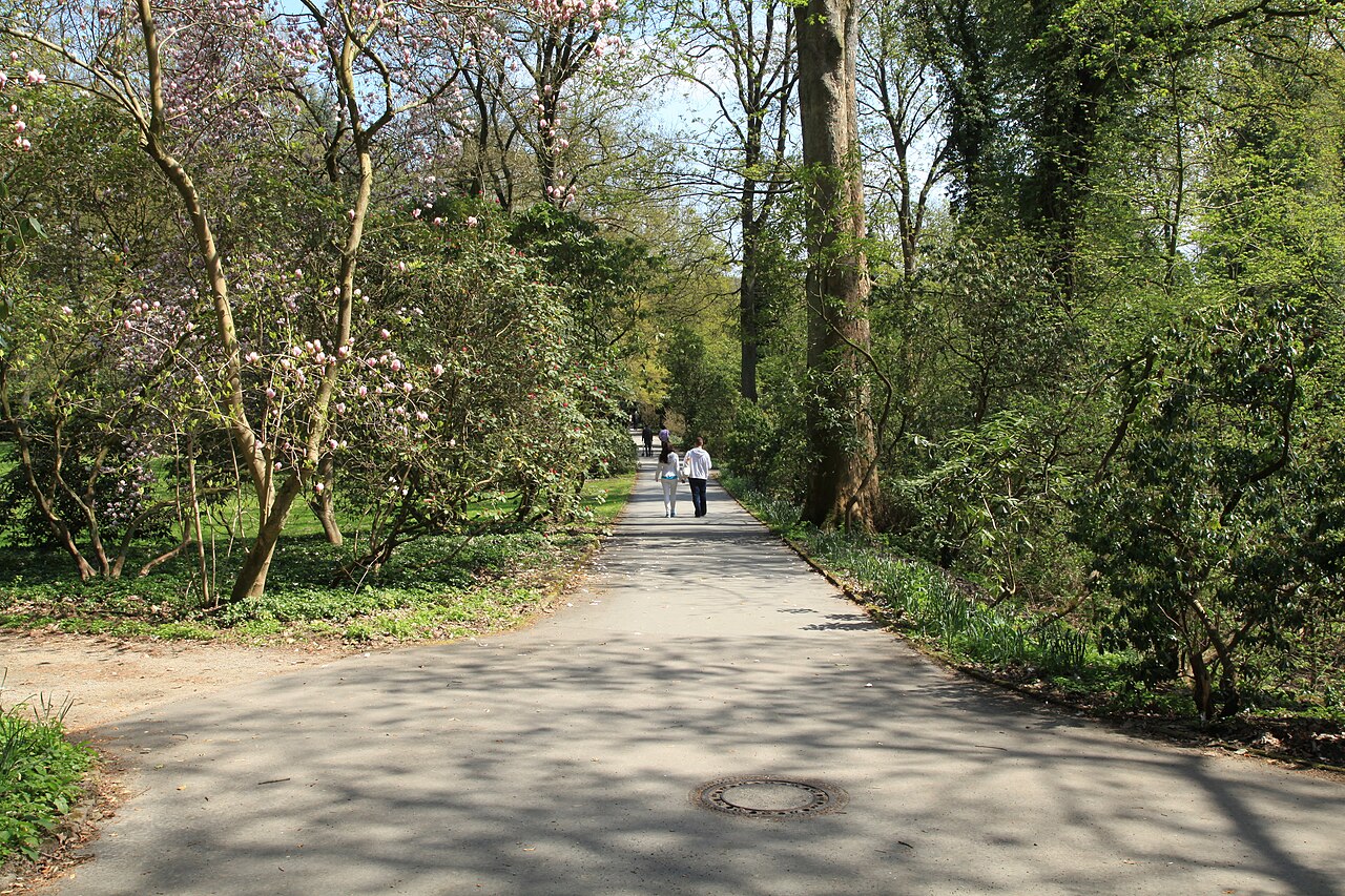 Rhododendronwald im Rombergpark in Dortmund