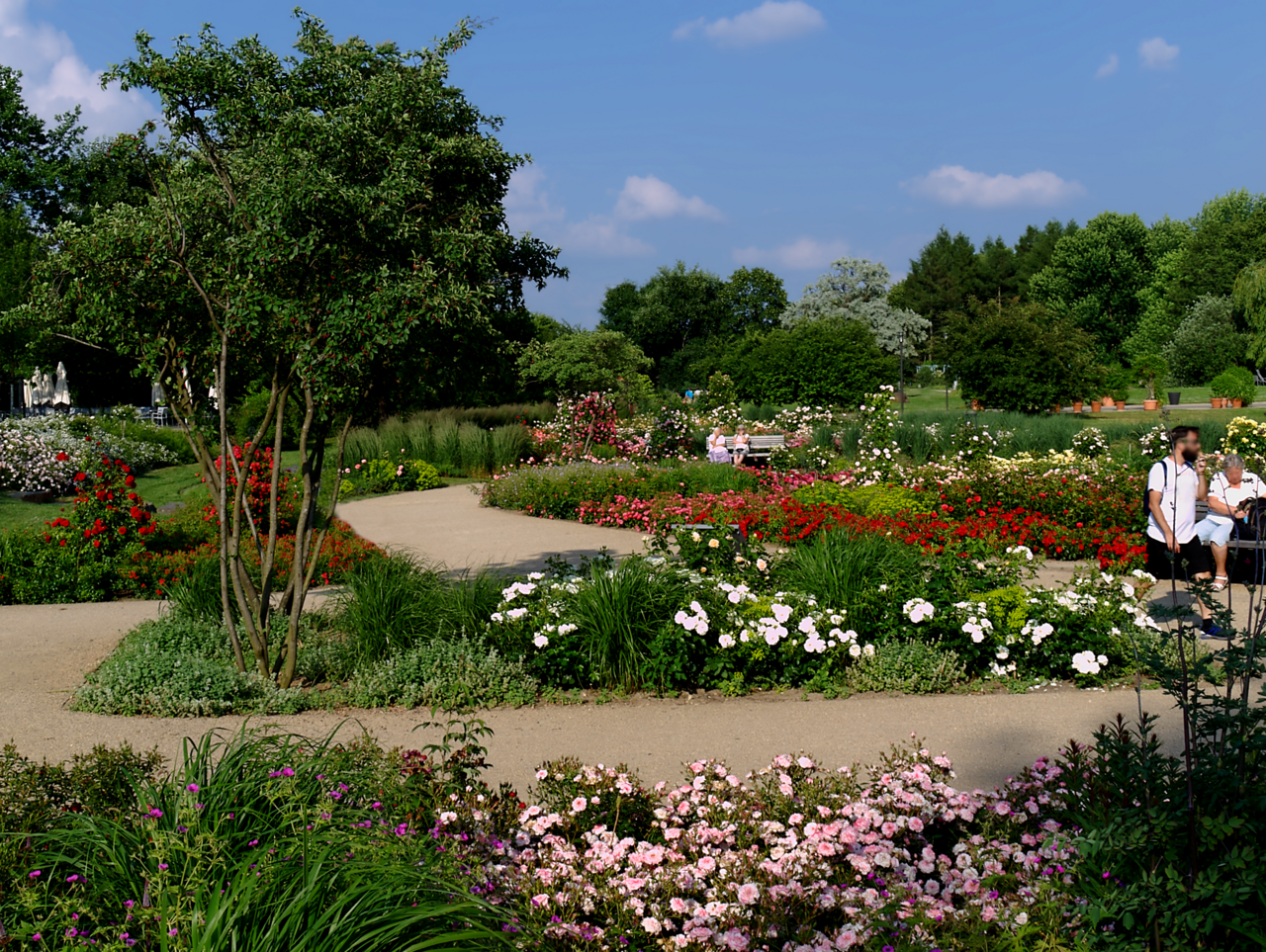 The rose garden at Gärten der Welt park ( https://gruen-berlin