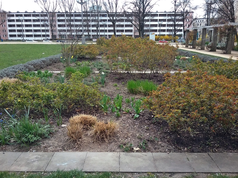 Small rose garden in Berlin-Friedrichshain