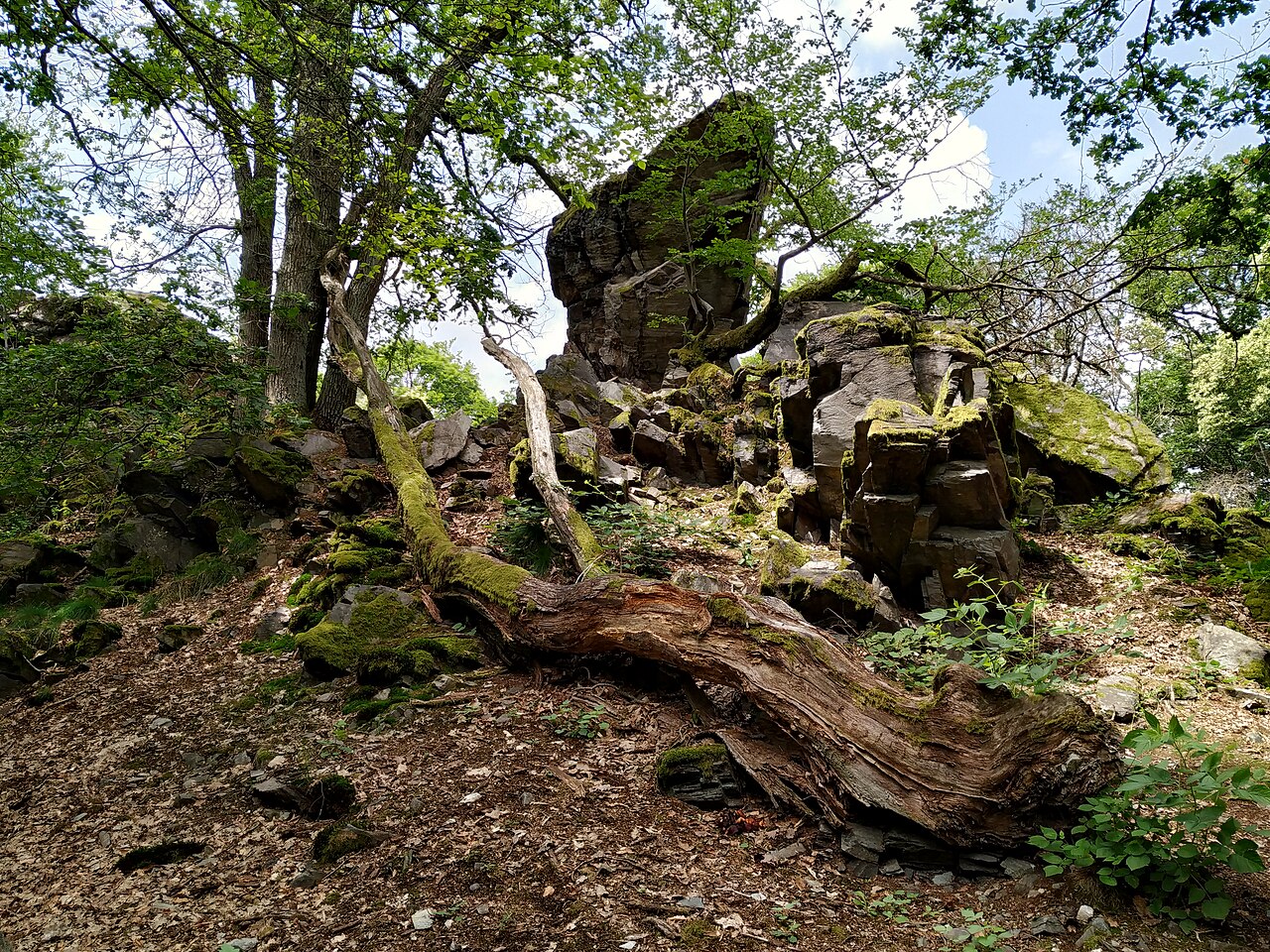 Dachsbau im Naturschutzgebiet Rossert - Hainkopf - Dachsbau in Ehlhalten, Eppstein (Main-Taunus-Kreis, Hessen)