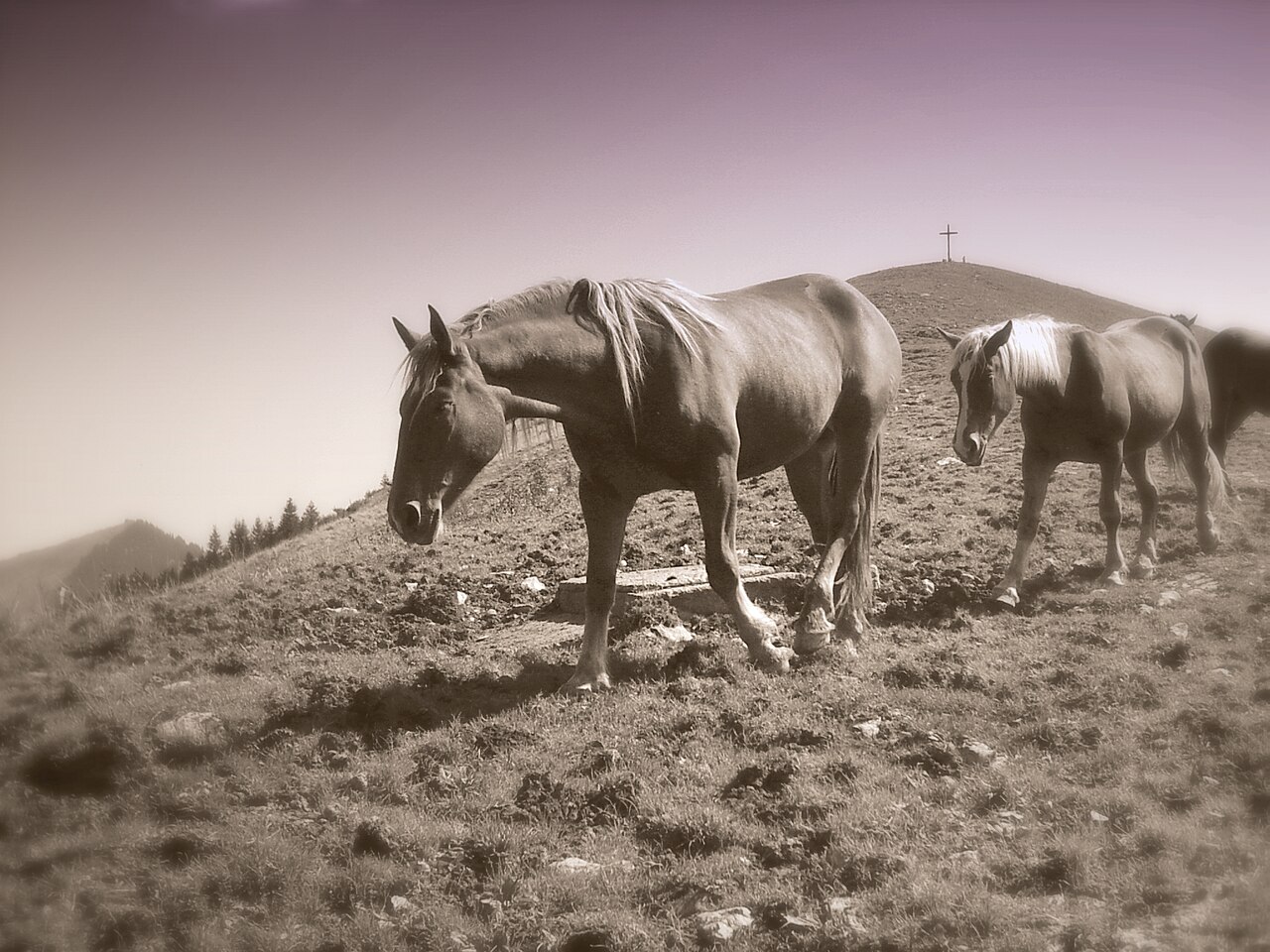 Horses at the Rosskopf ( Horse-head ) mountain near Spitzingsee , Obb