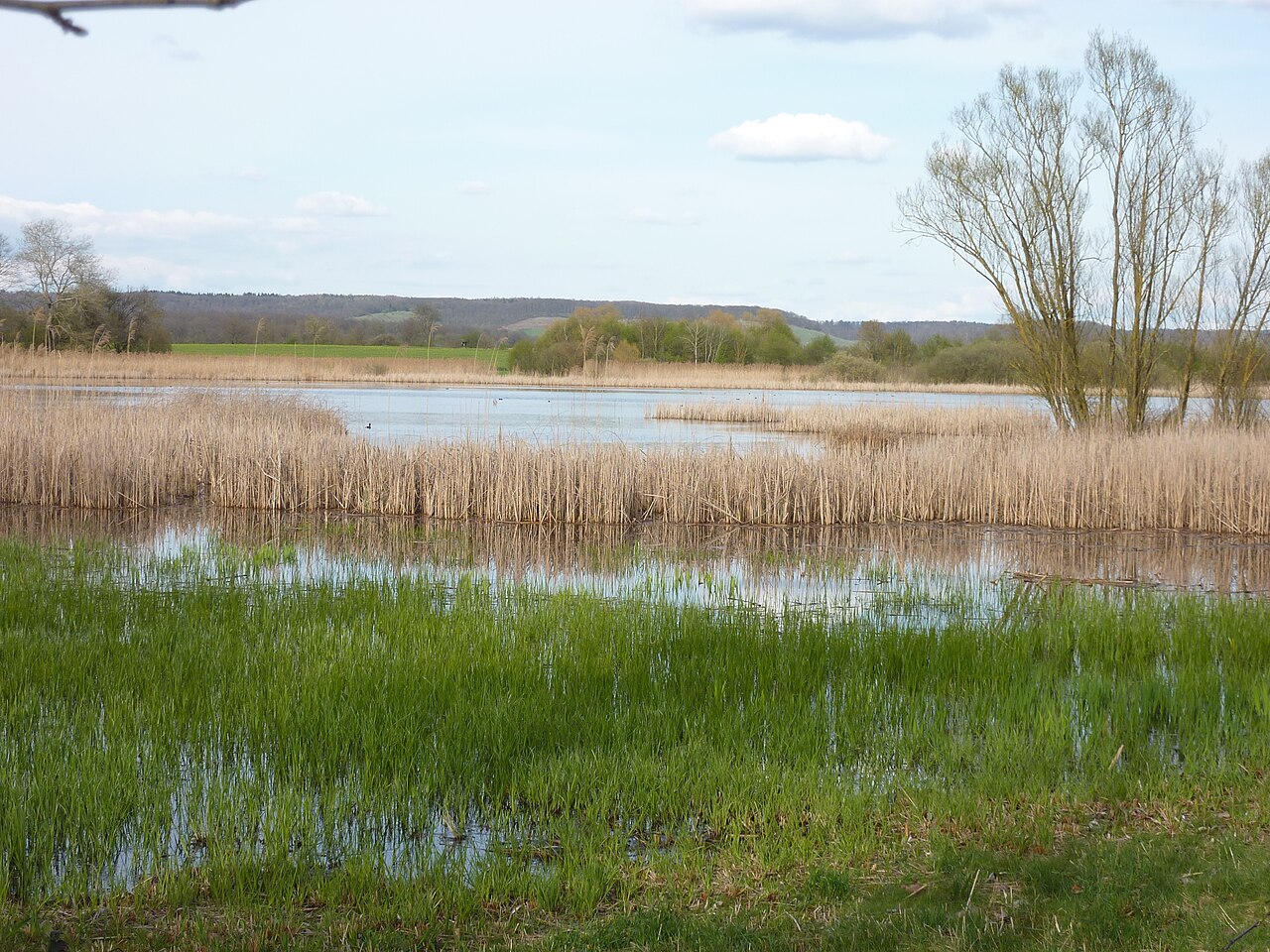 Roßweiher, view from southwest bank