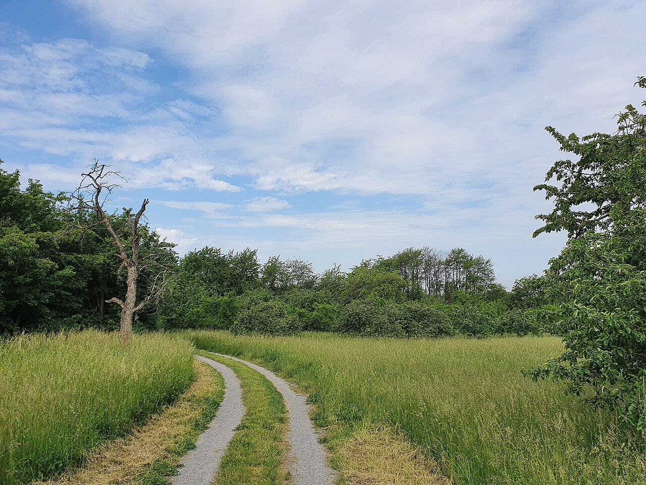 Wiesen, Obstbäume und hohe Hecken prägen das Landschaftsbild im Naturschutzgebiet Rotenberg östlich von Bruchsal