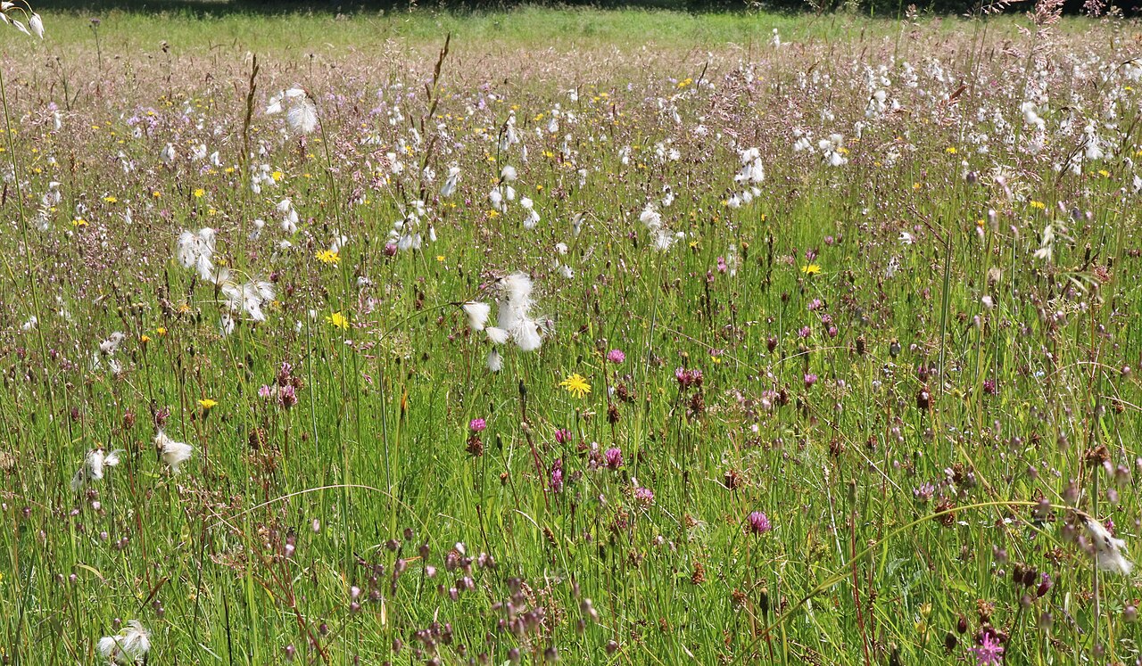 Artenreiche Nasswiese im Naturschutzgebiet Rottachmoos