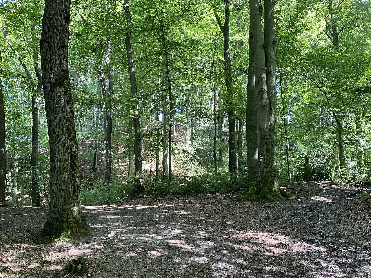 Buchenwald m Naturschutzgebiet Rotthäuser Bachtal