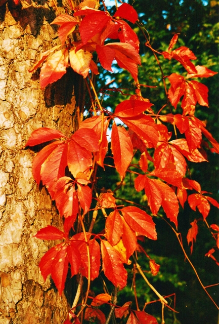 Herbst im Rottlichwald
